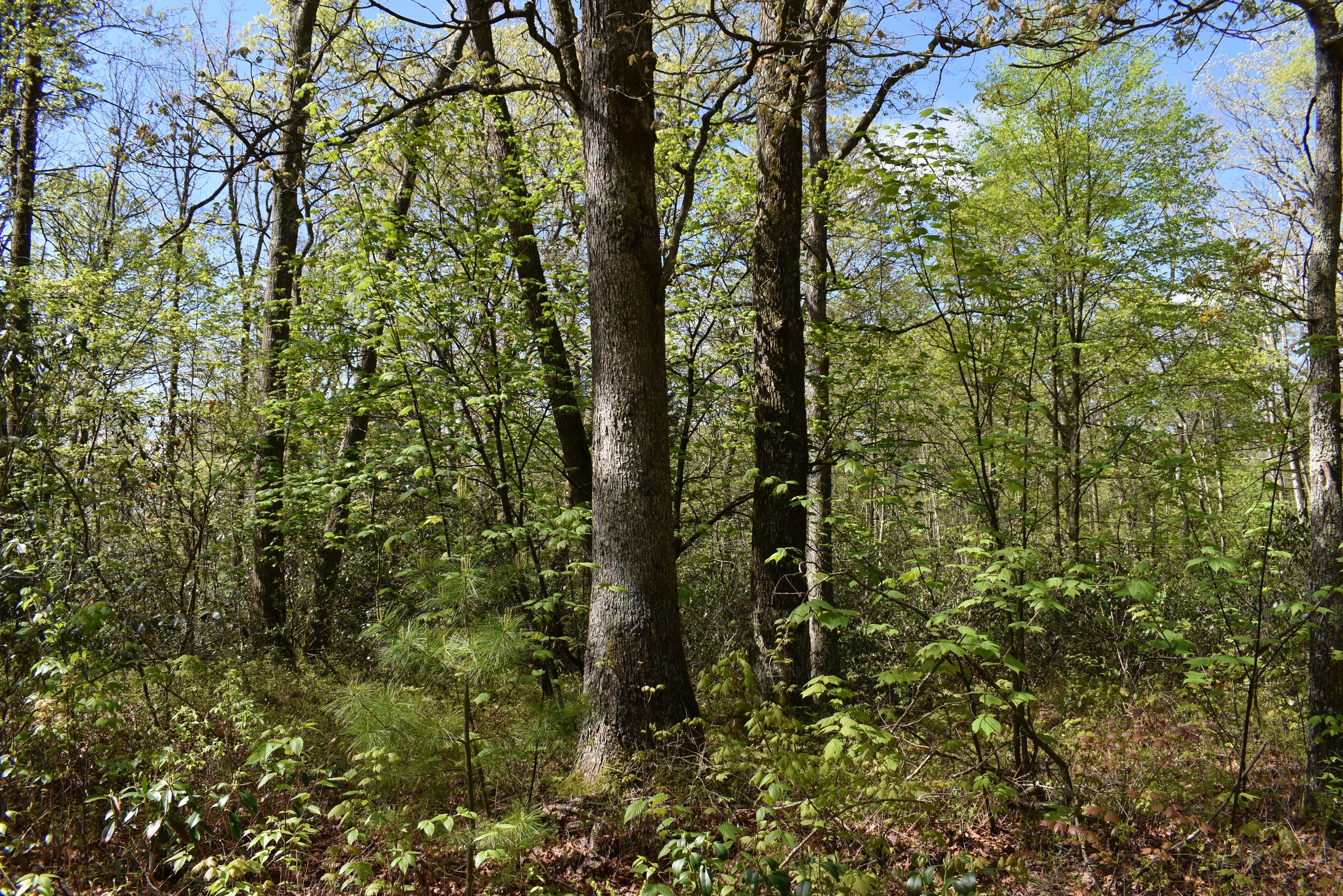 Grugan Hollow