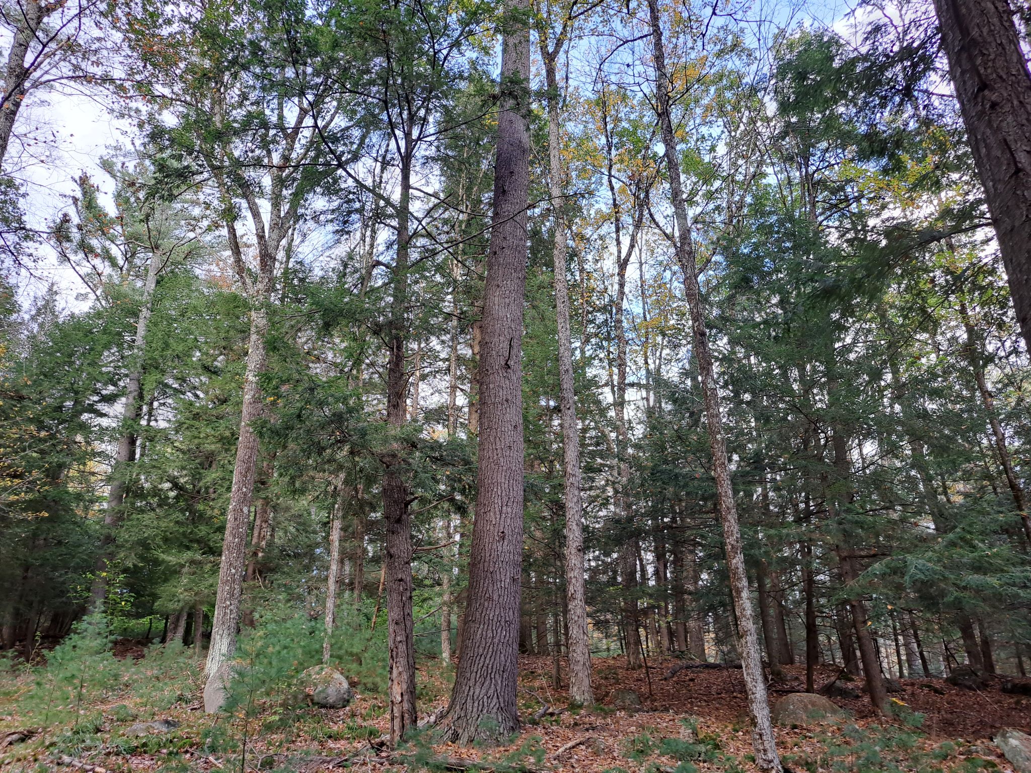 Hudson River Woods & Water