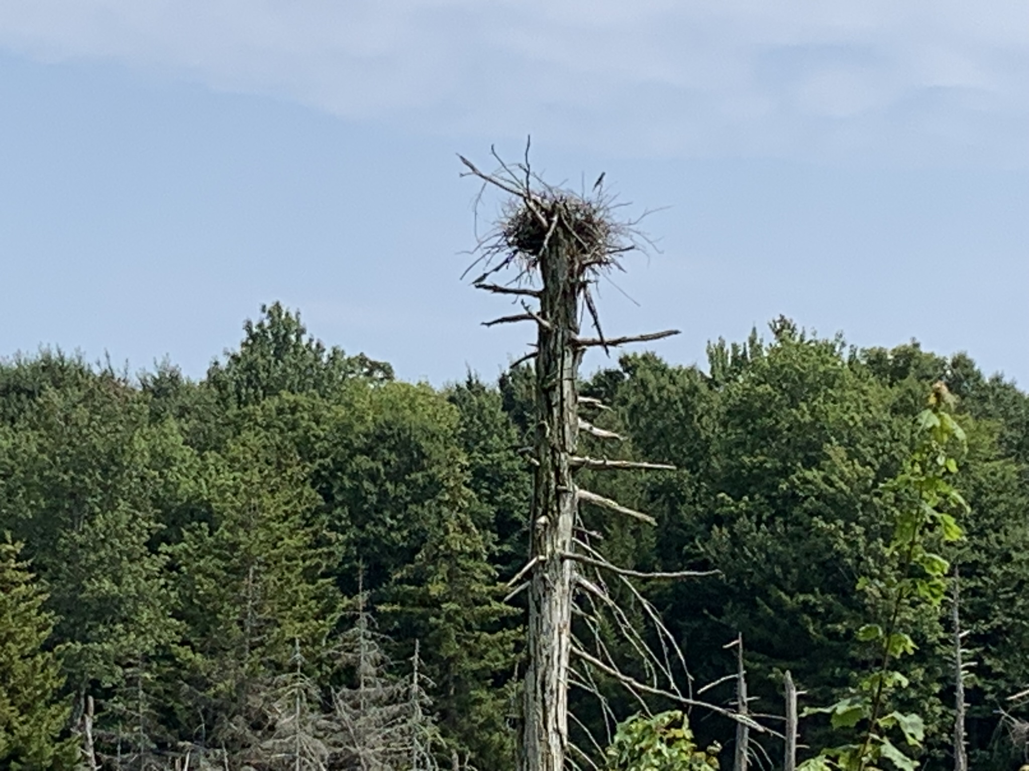 Lyman Brook Forest