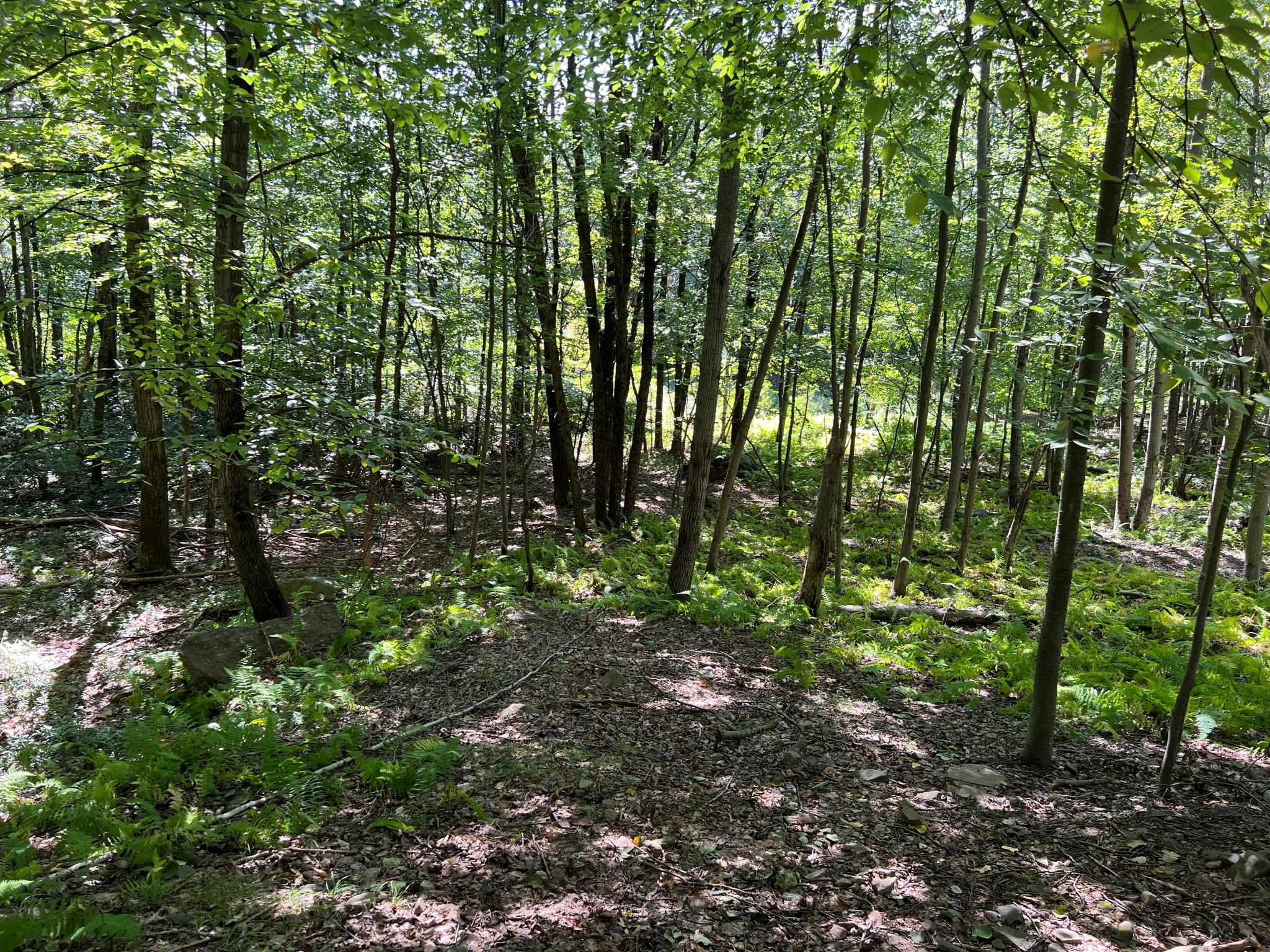 Pocono Area Gem