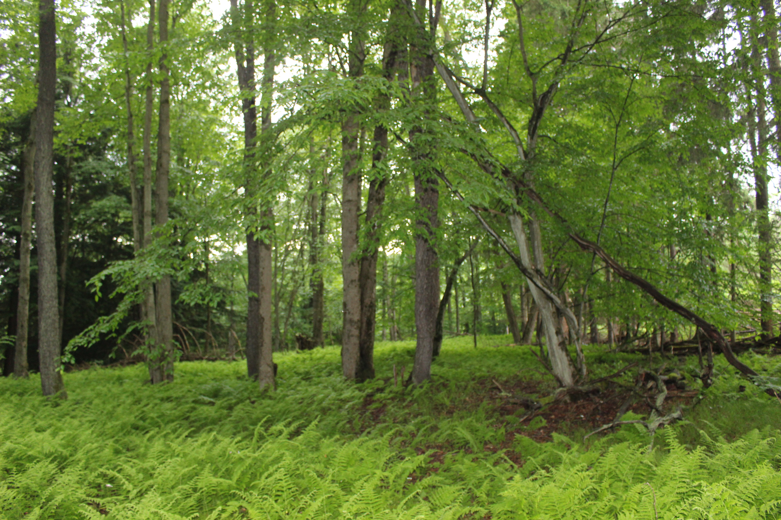 Dodge Creek