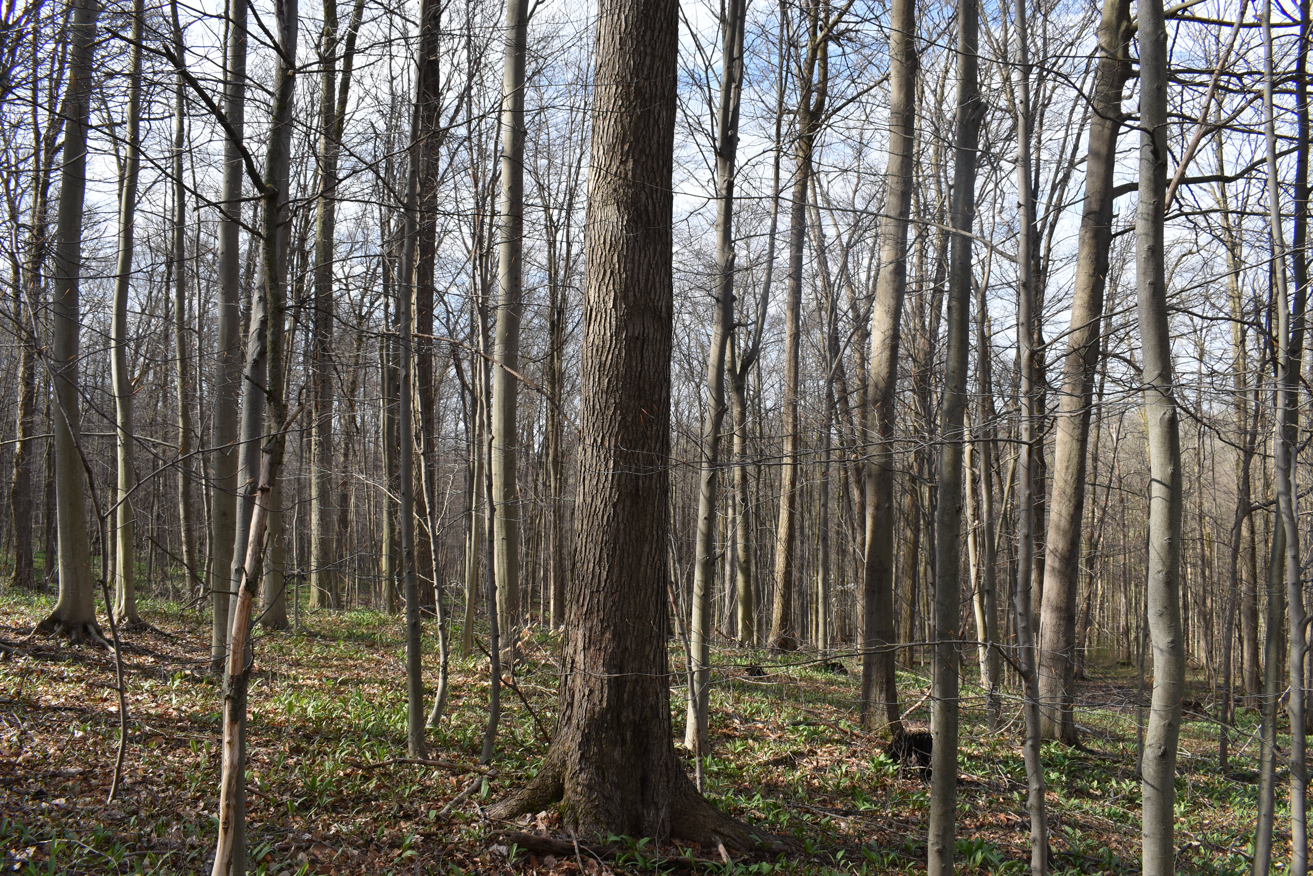 Listing Image 96