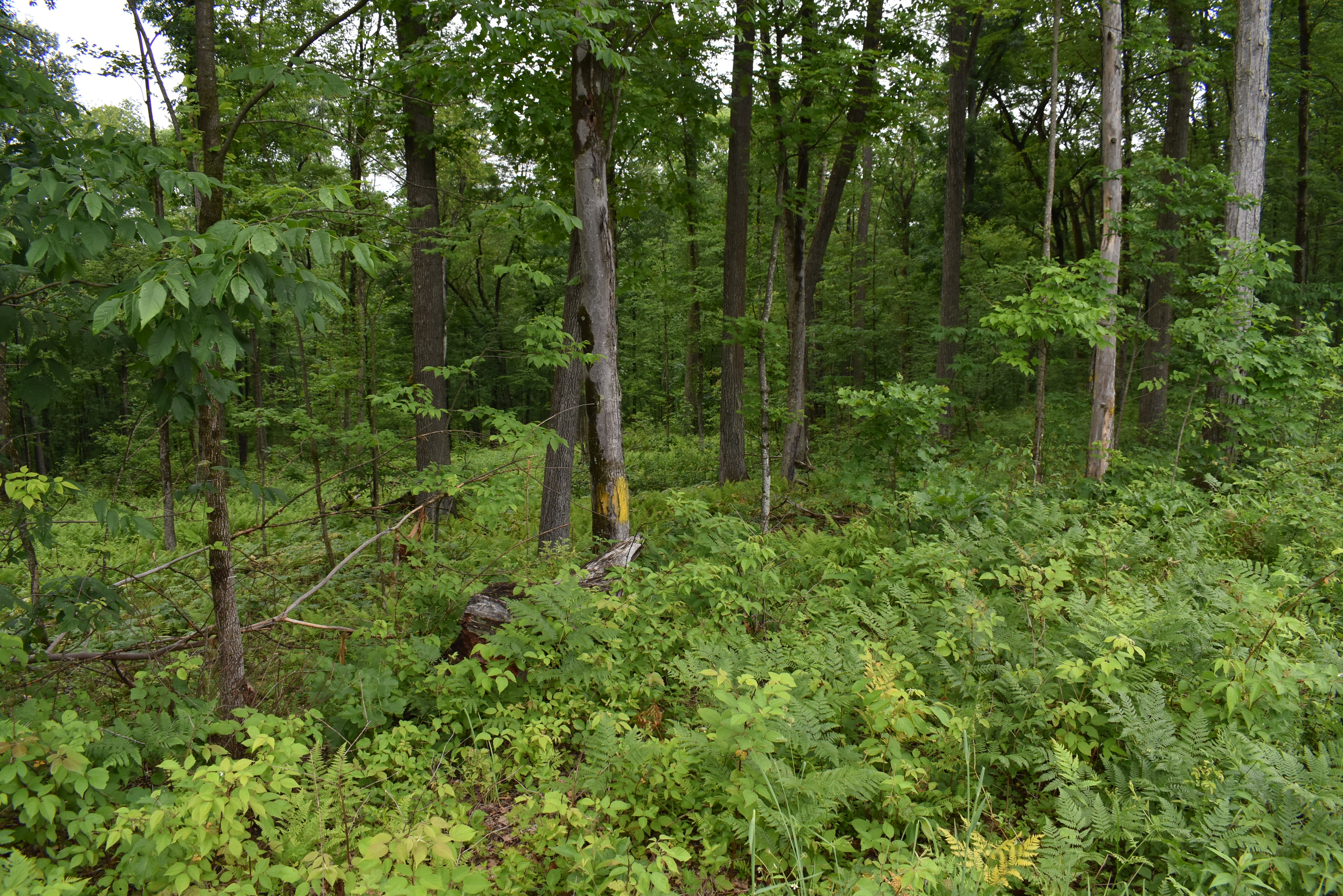 Listing Image 23