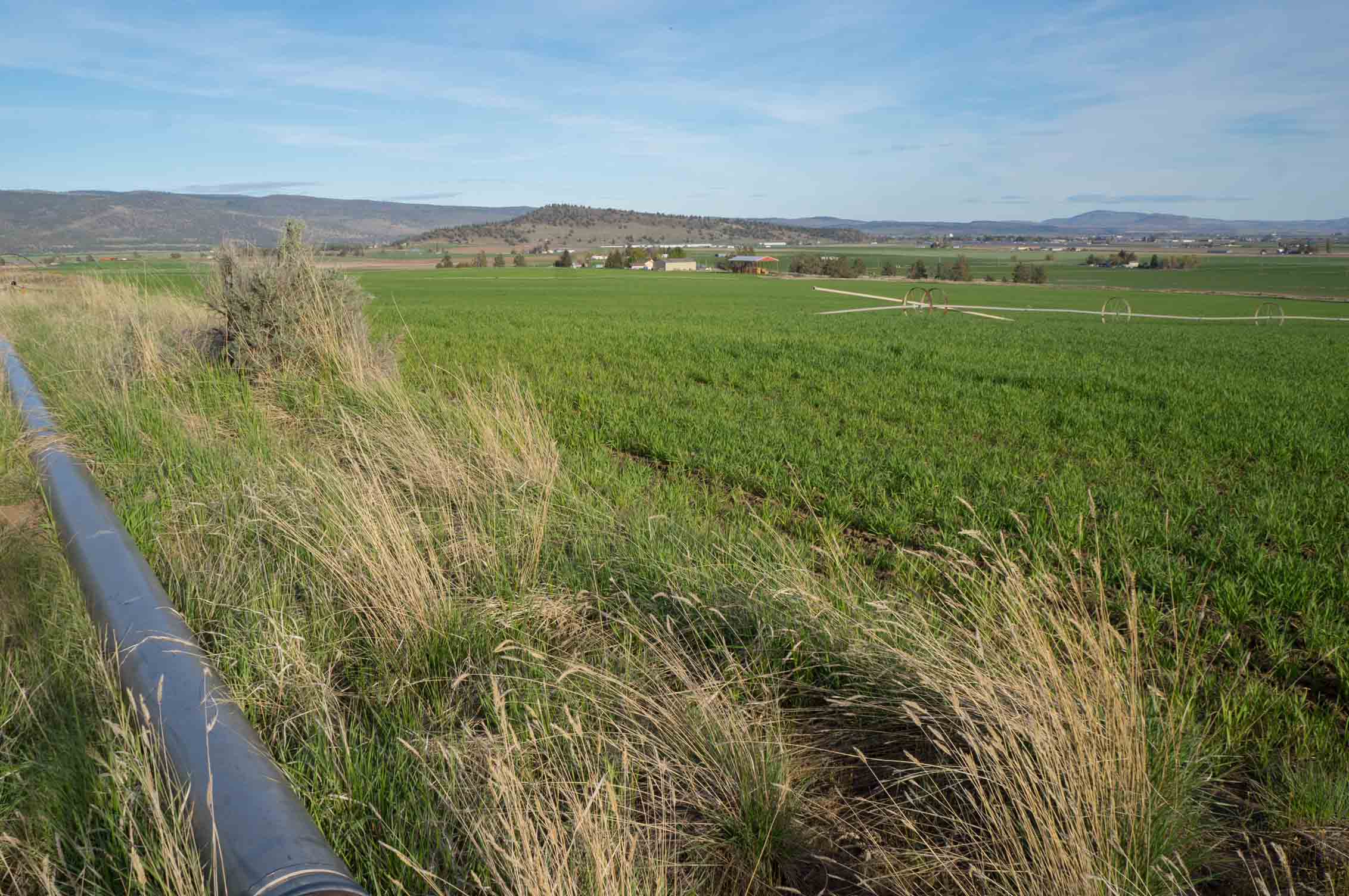 ORGANIC CROPLAND WITH POTENTIAL HOME SITE