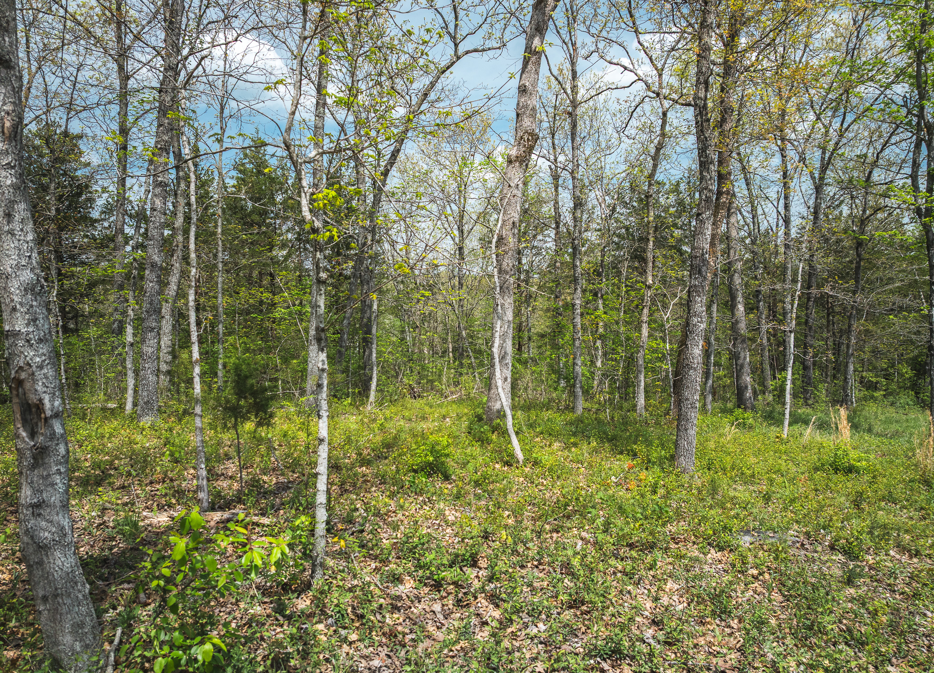 Hawkwood Trail