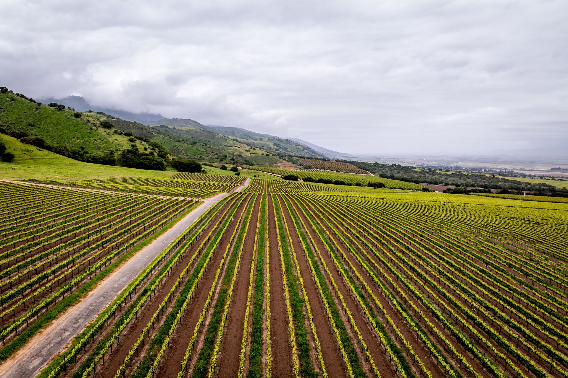 Boekenoogen Santa Lucia Highlands Vineyard