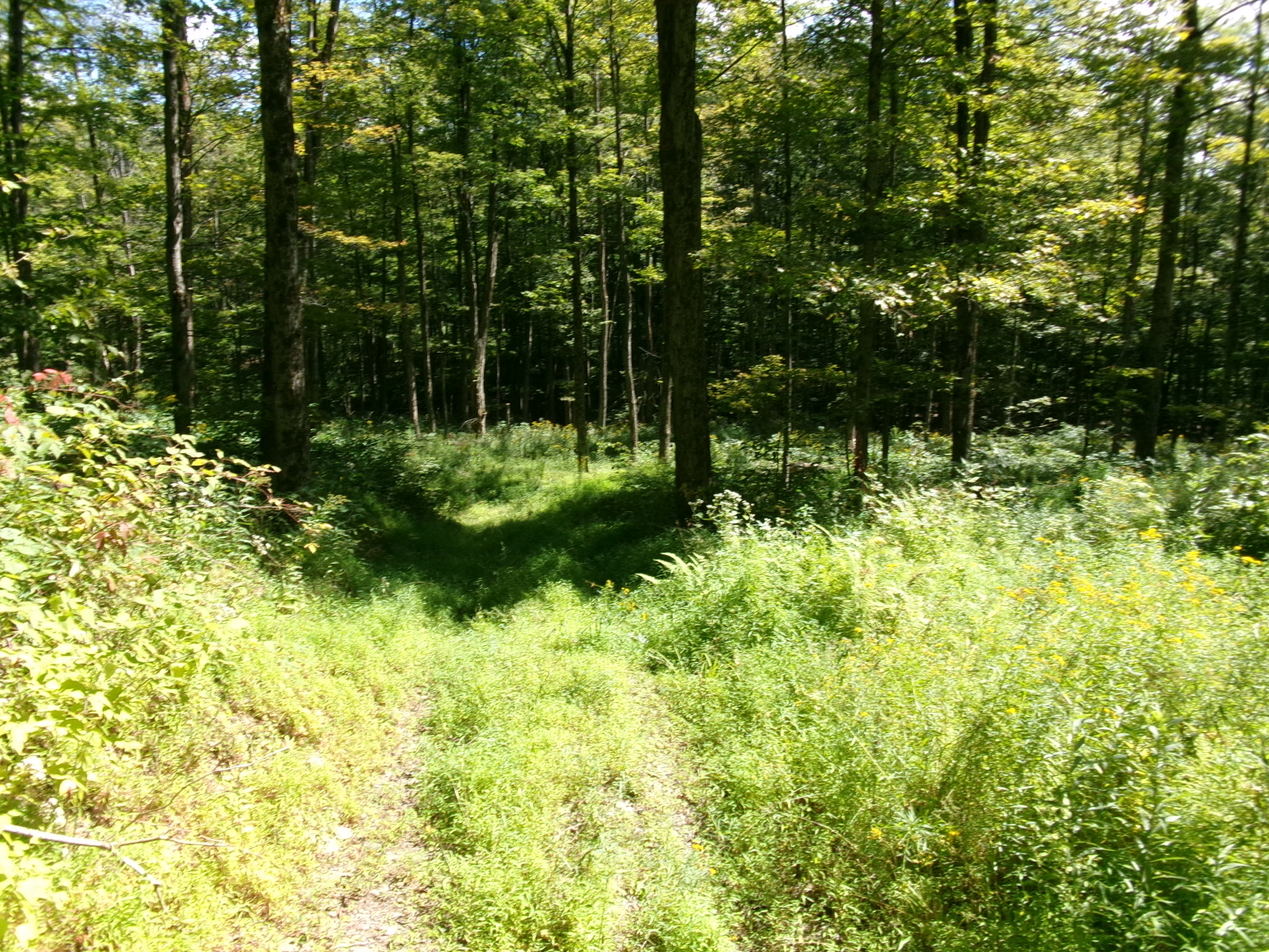 Listing Image 56