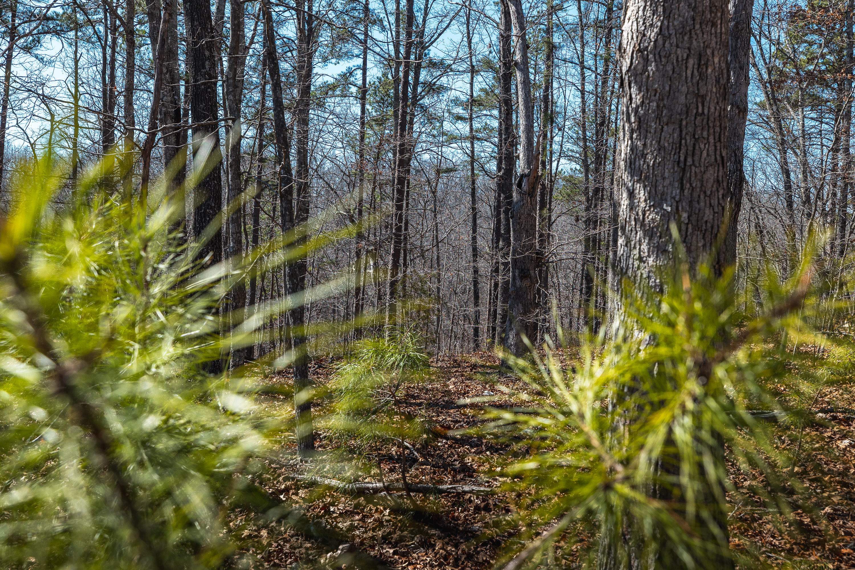 58 Acre Wildlife Retreat