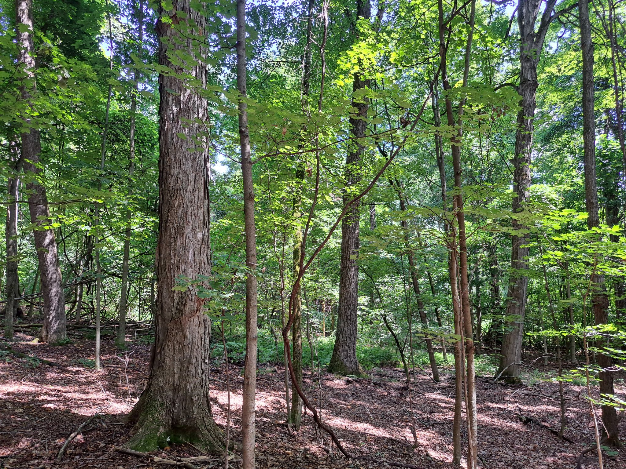 Listing Image 52