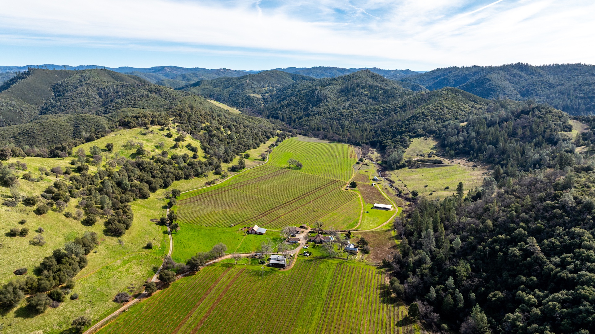 Chatom Vineyards