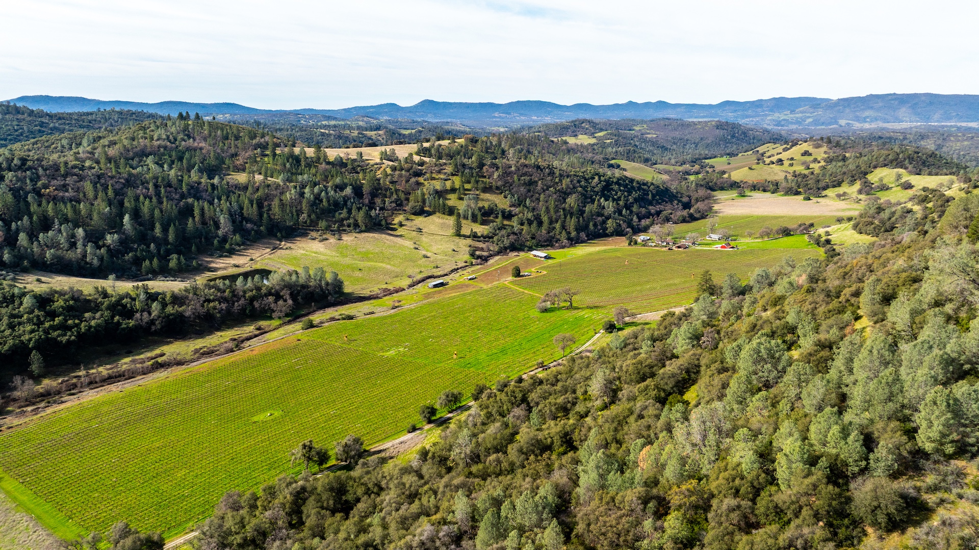 Chatom Vineyards