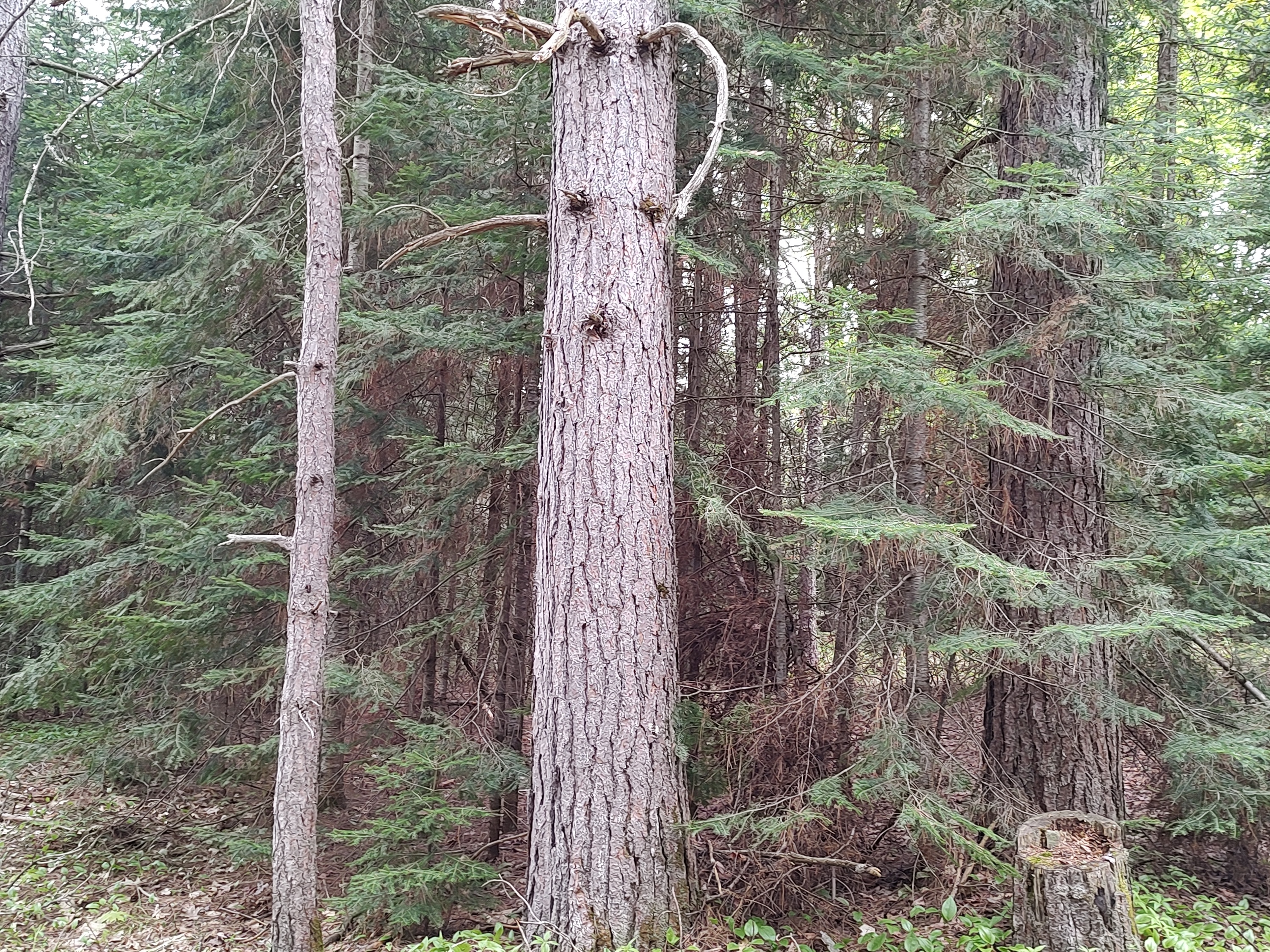 U.P. Robinson Lake Parcel 50167828