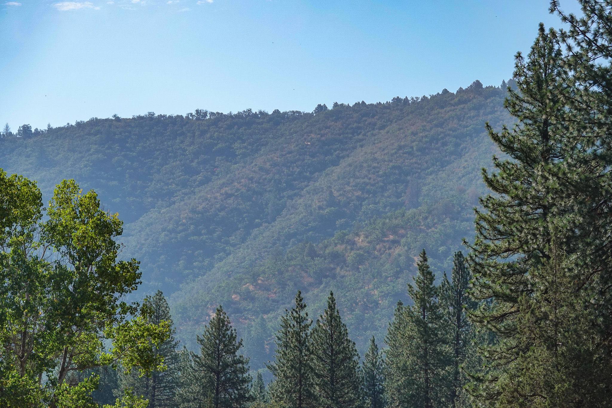 East Road Ragland Gulch Acreage