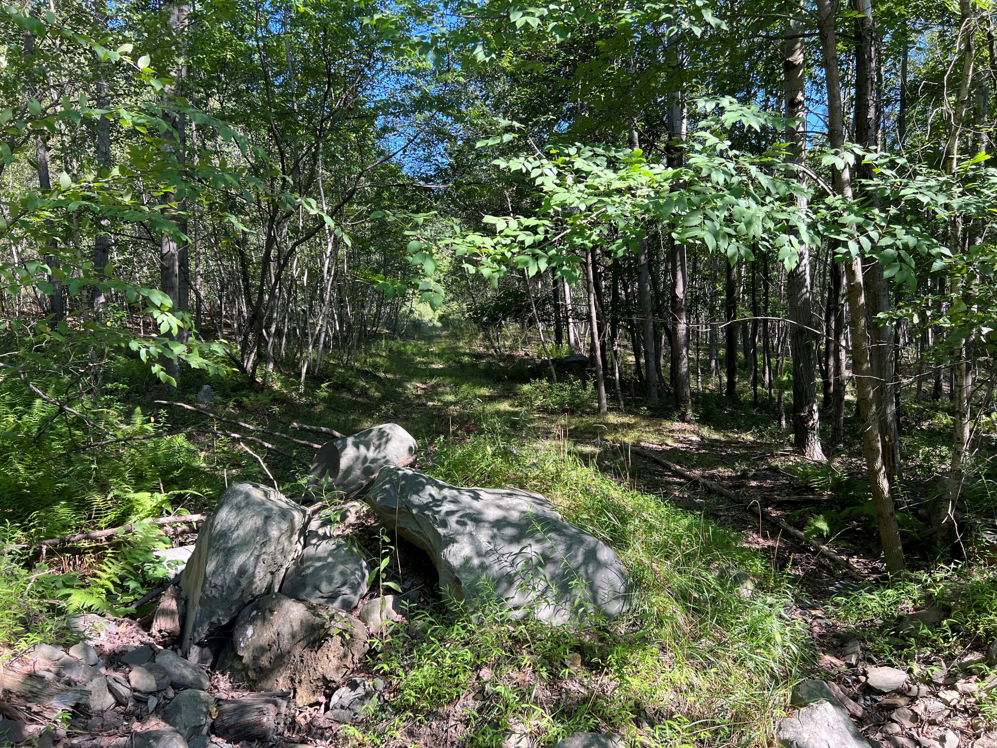 Pocono Area Gem