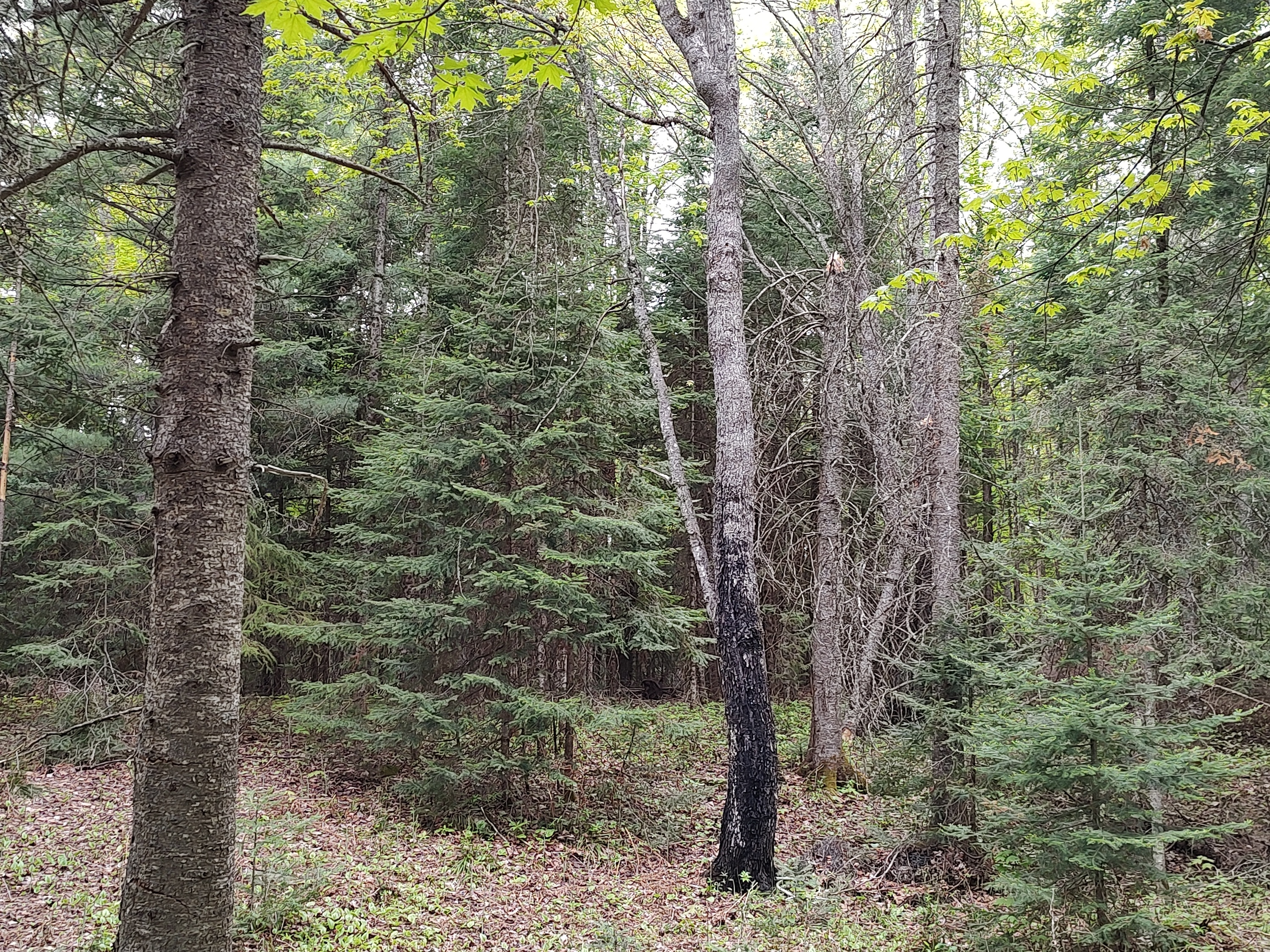 U.P. Robinson Lake Parcel 50167828