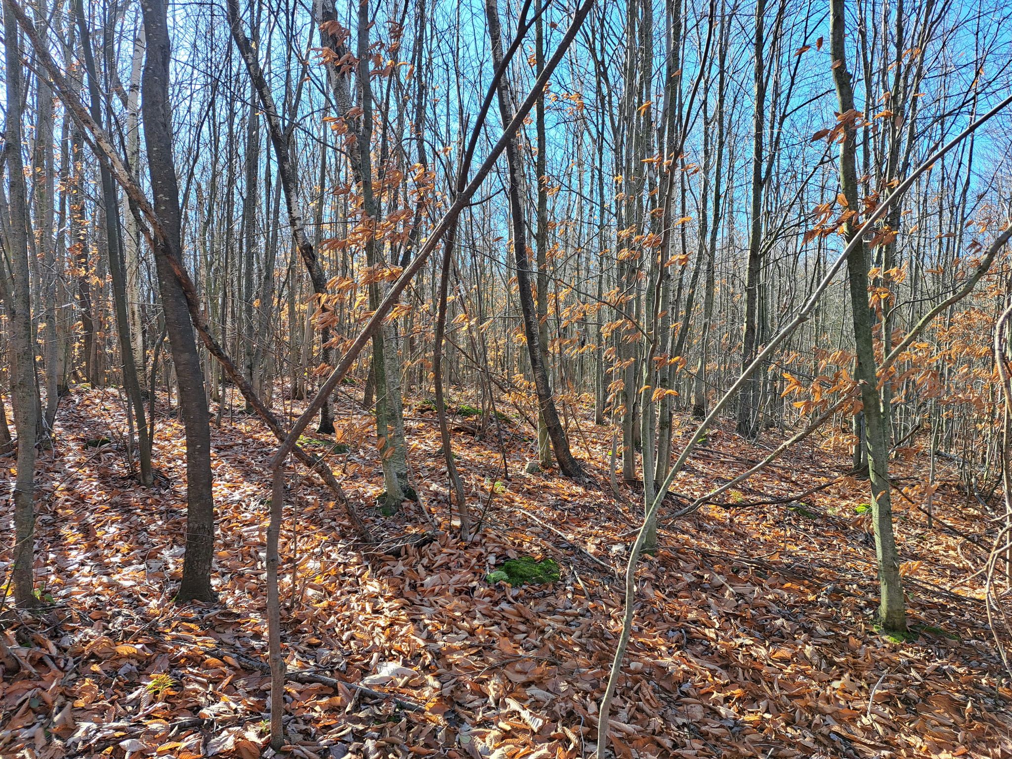 Listing Image 62
