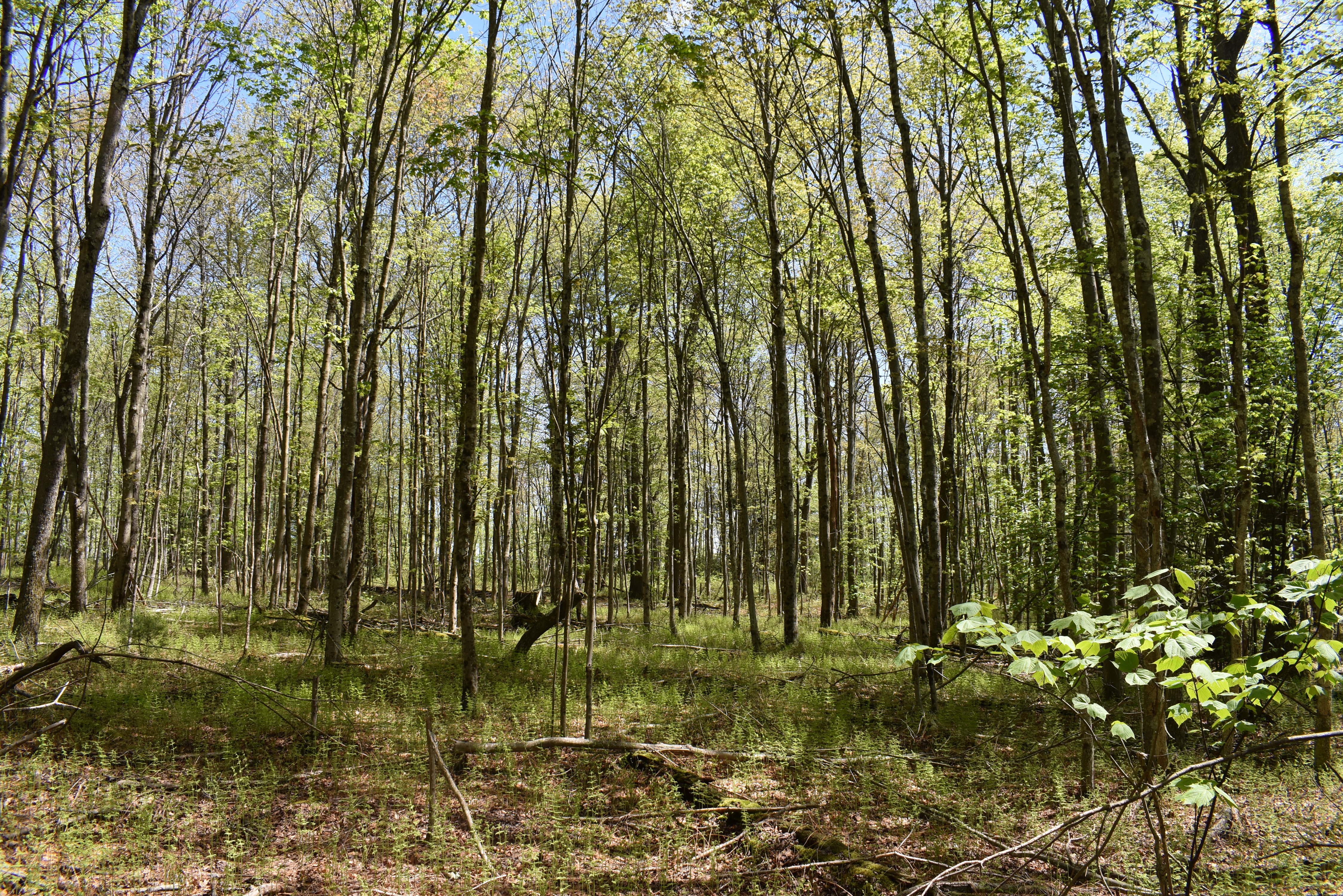 Grugan Hollow