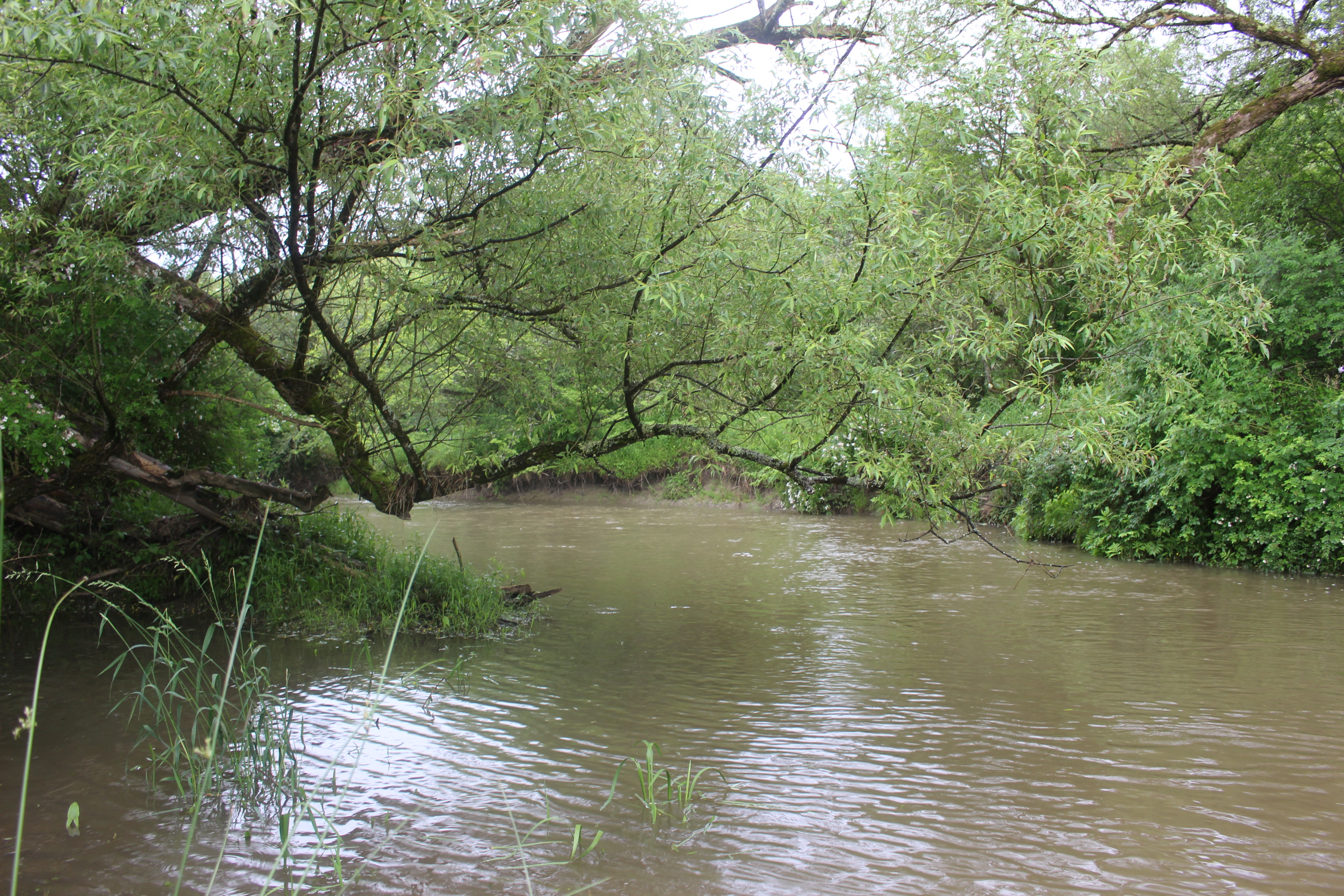 Dodge Creek