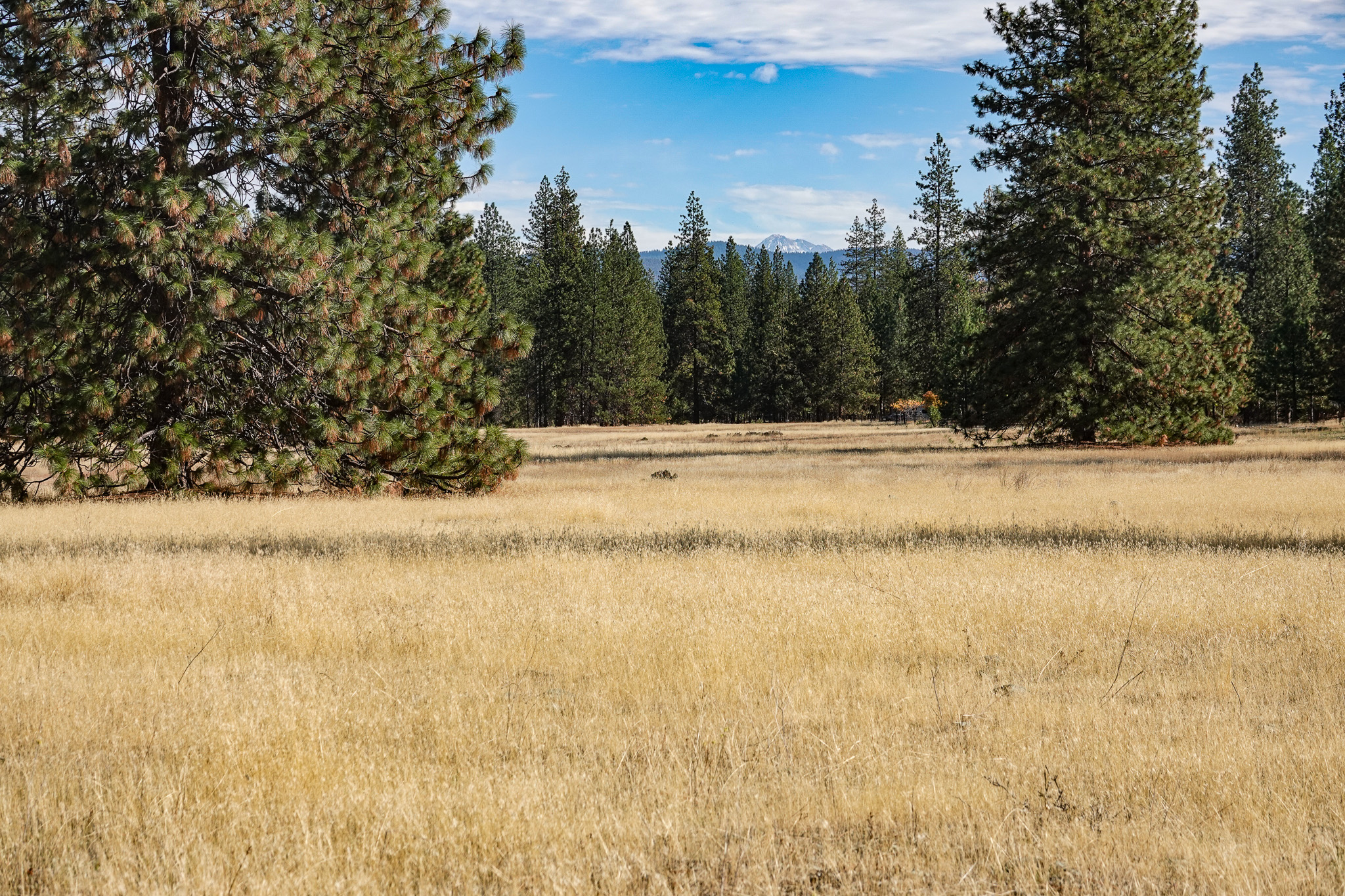 Mountain View Meadow