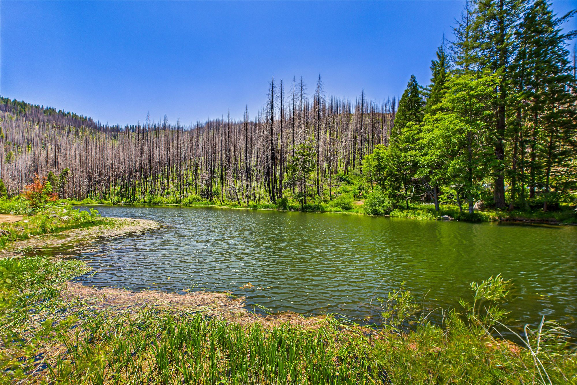 Almay Ranch