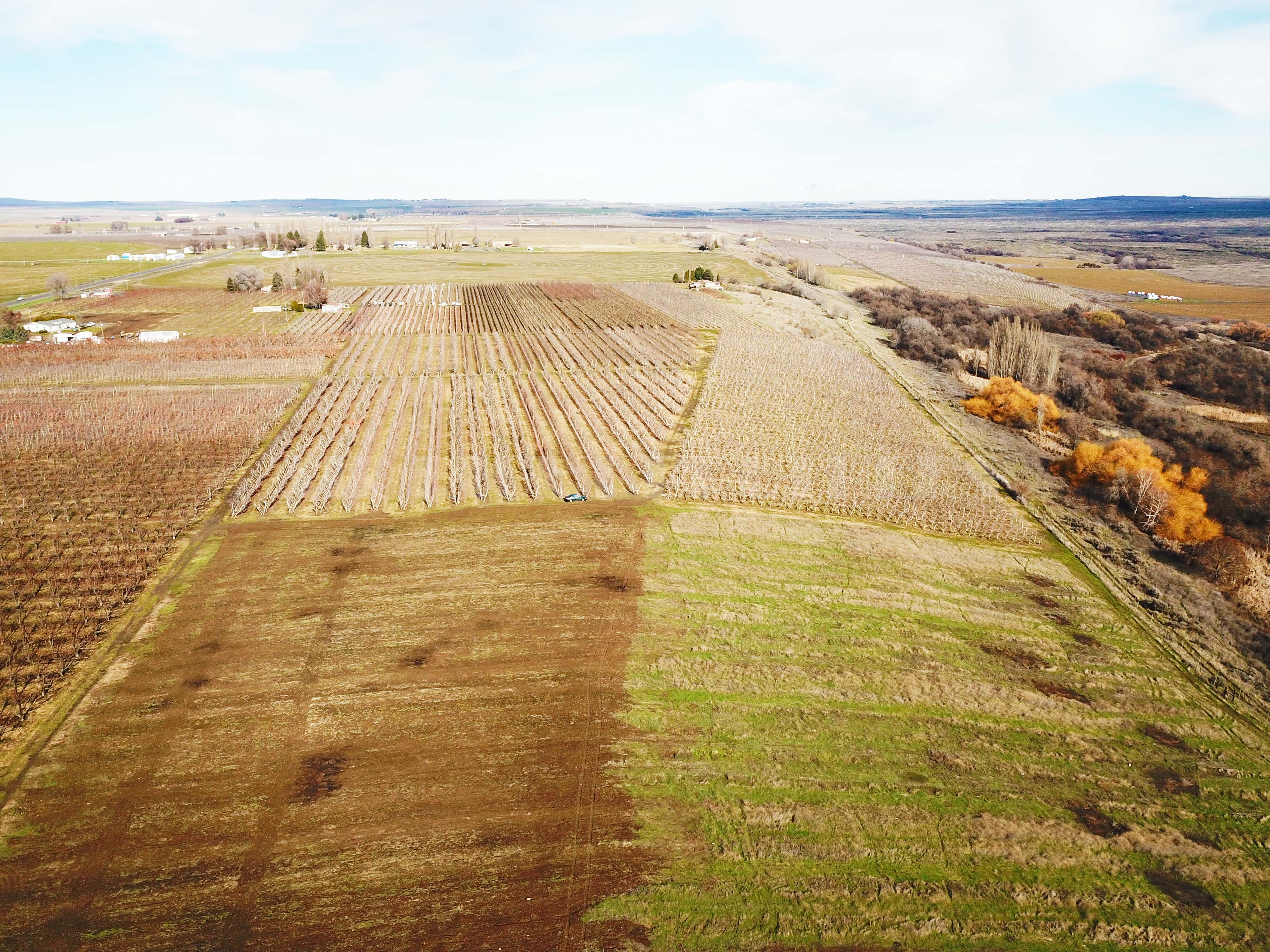 Best Price in County for Productive Orchard