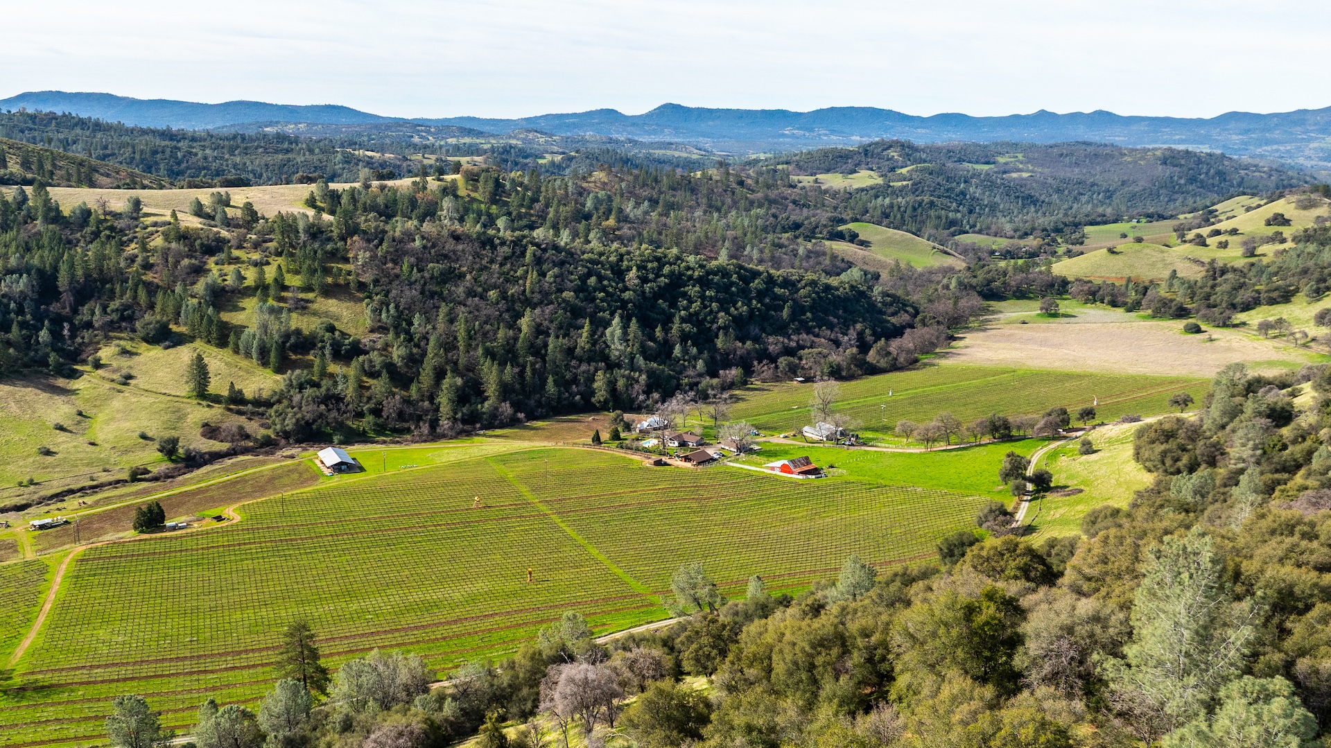 Chatom Vineyards