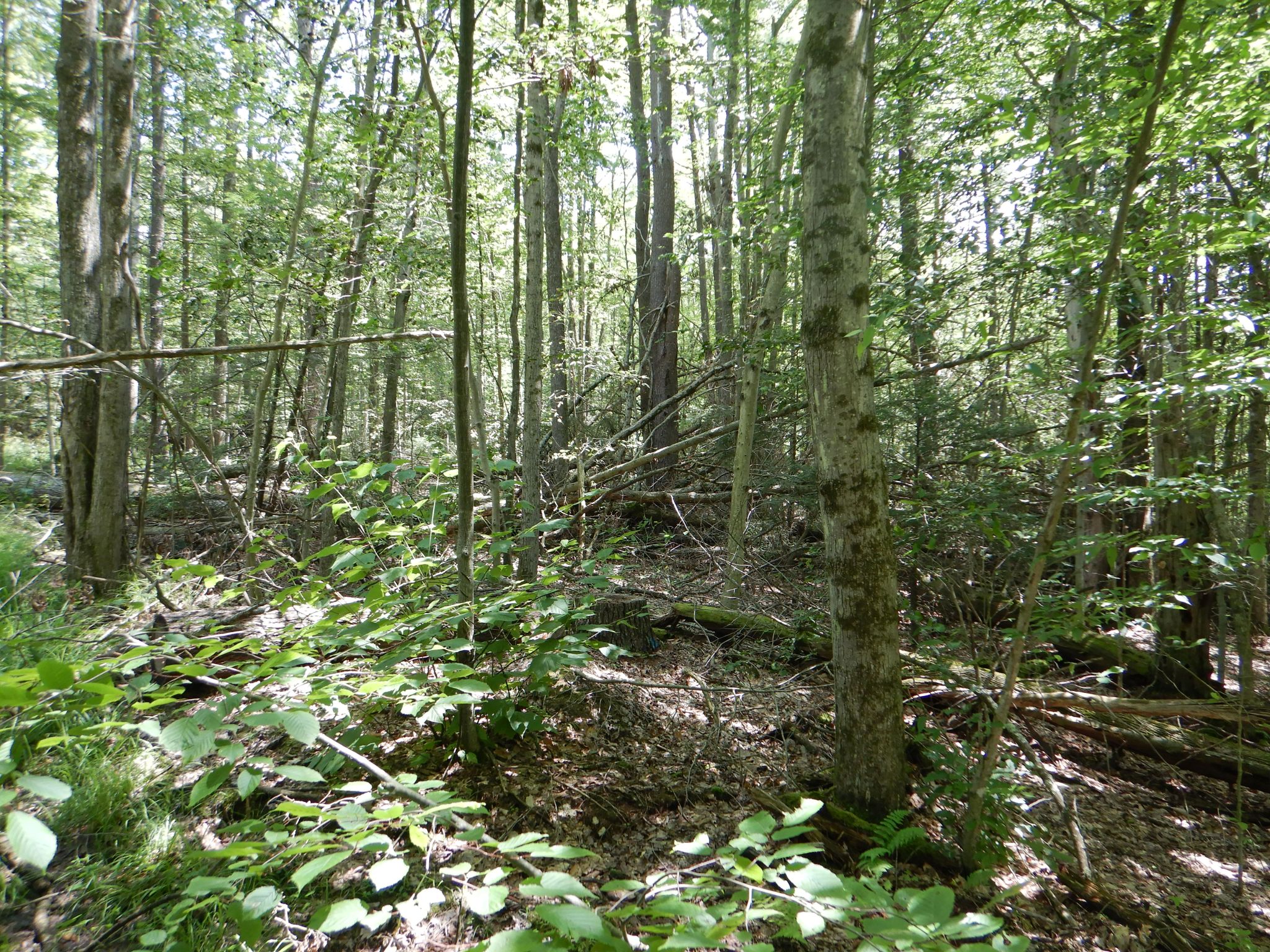 Chaffee Creek