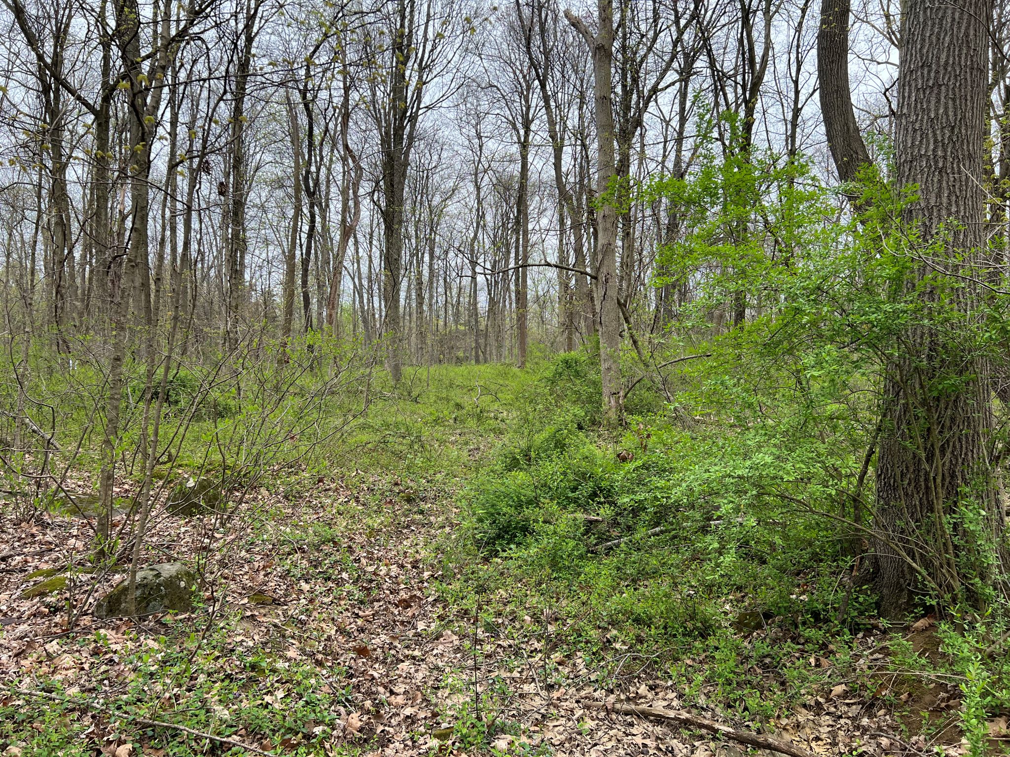 Etown Woodlands