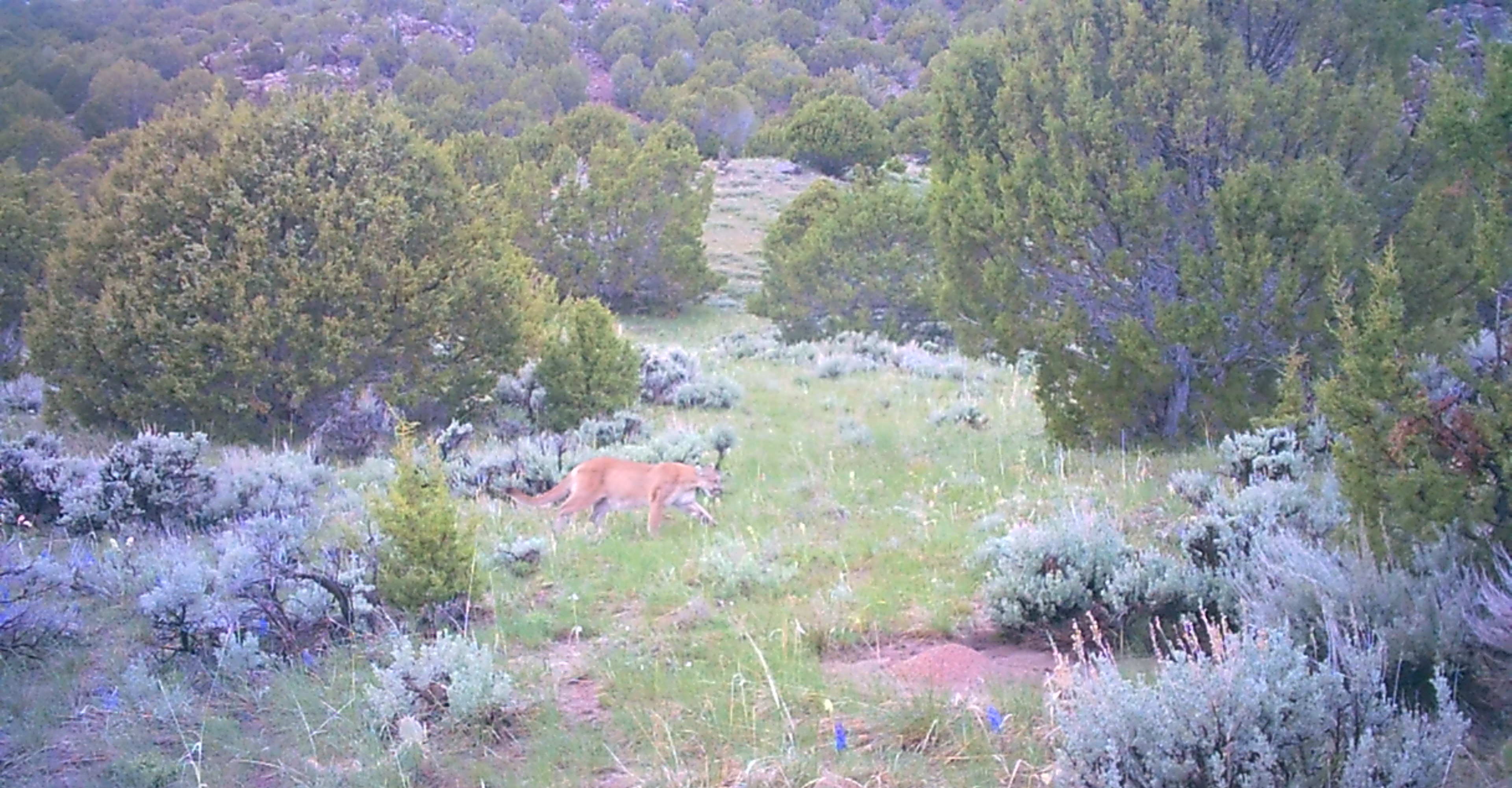 Maybell Grazing & Big Game Ranch