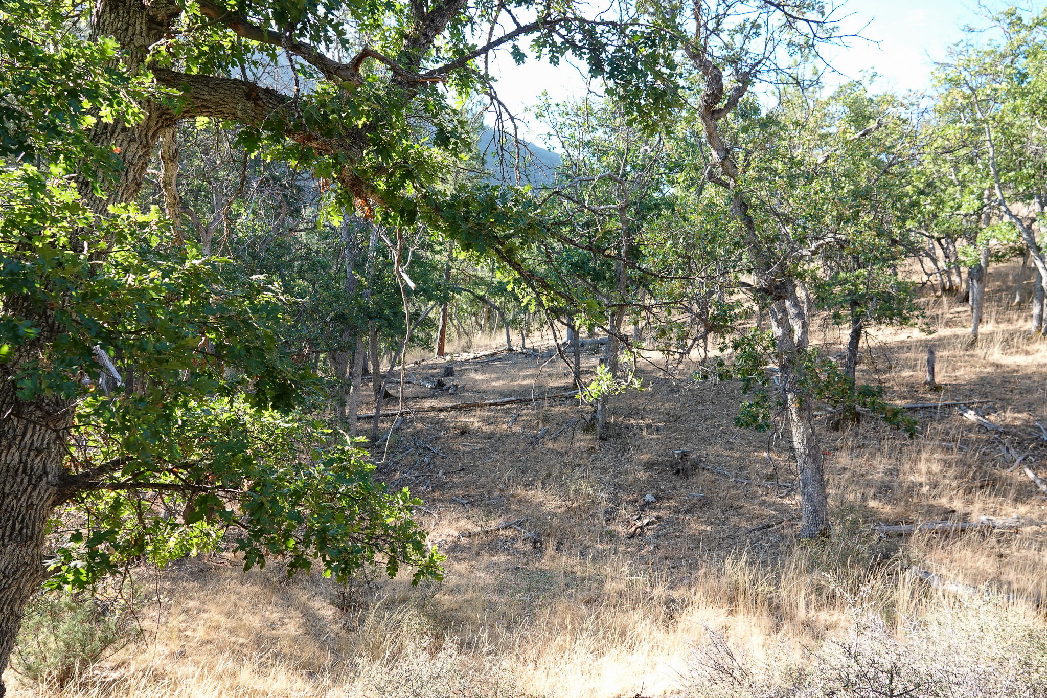 East Road Ragland Gulch Acreage