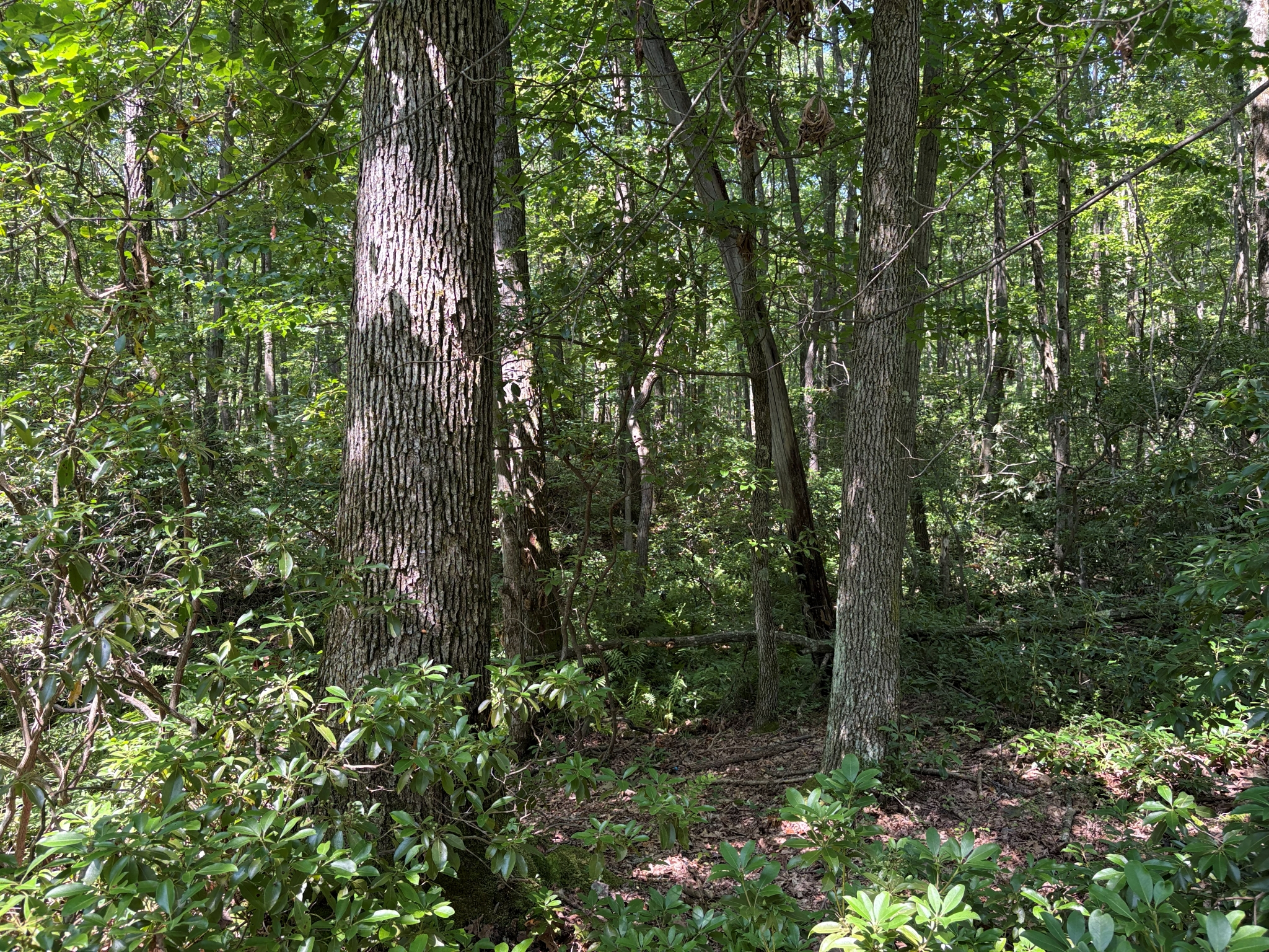Listing Image 46