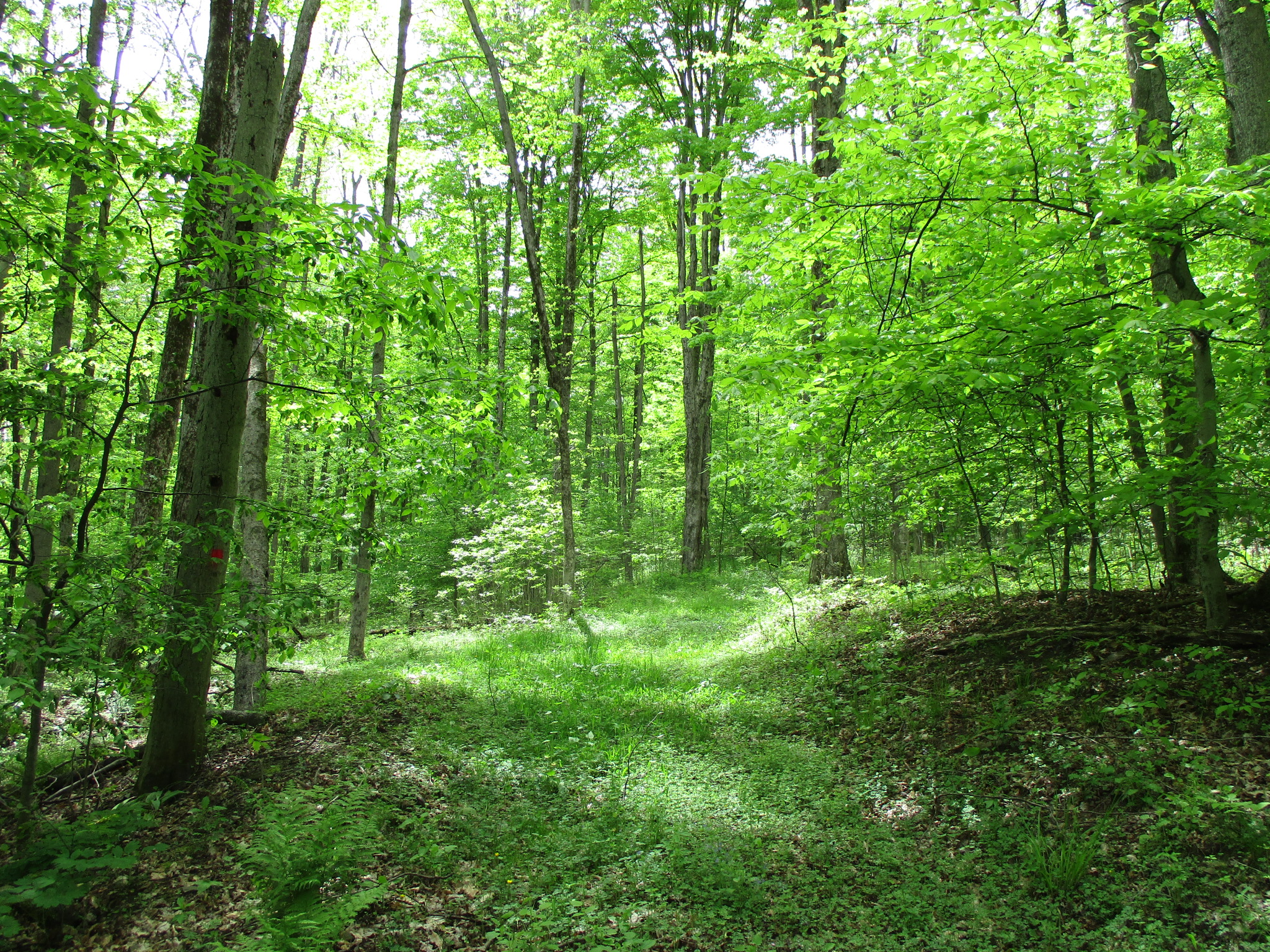 Legacy Land and Cabin