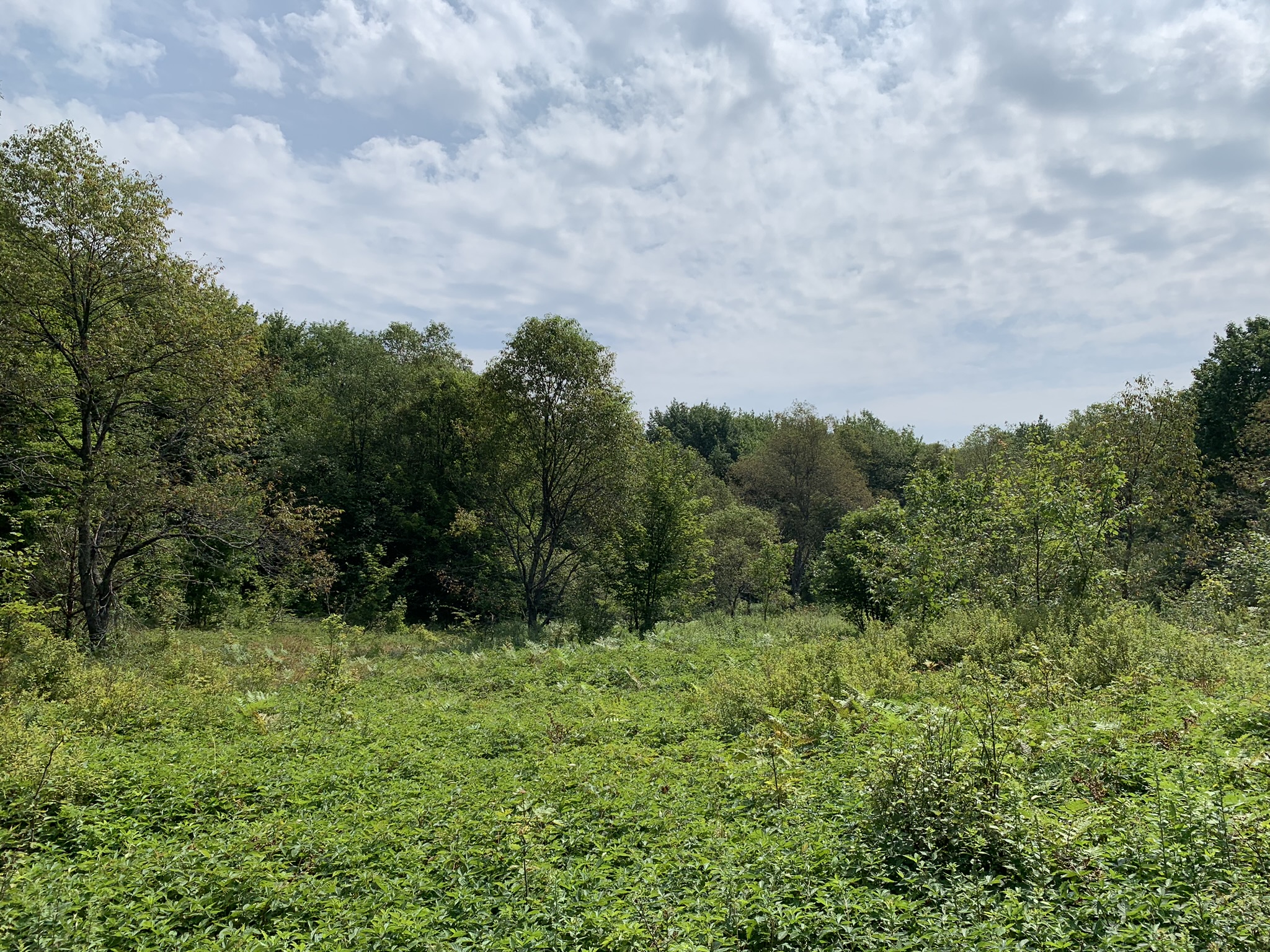 Lyman Brook Forest
