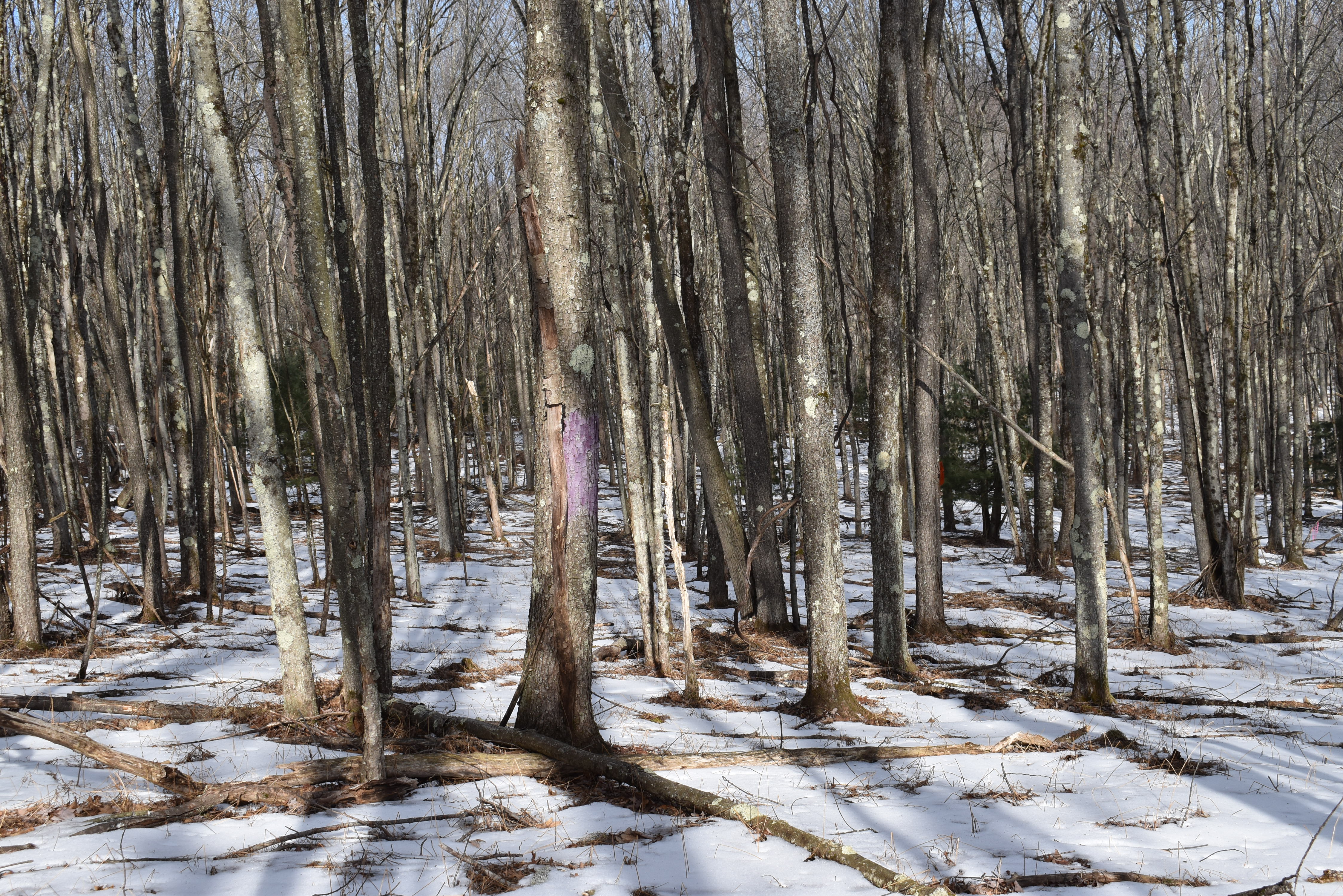 Keating Mountain Masterpiece