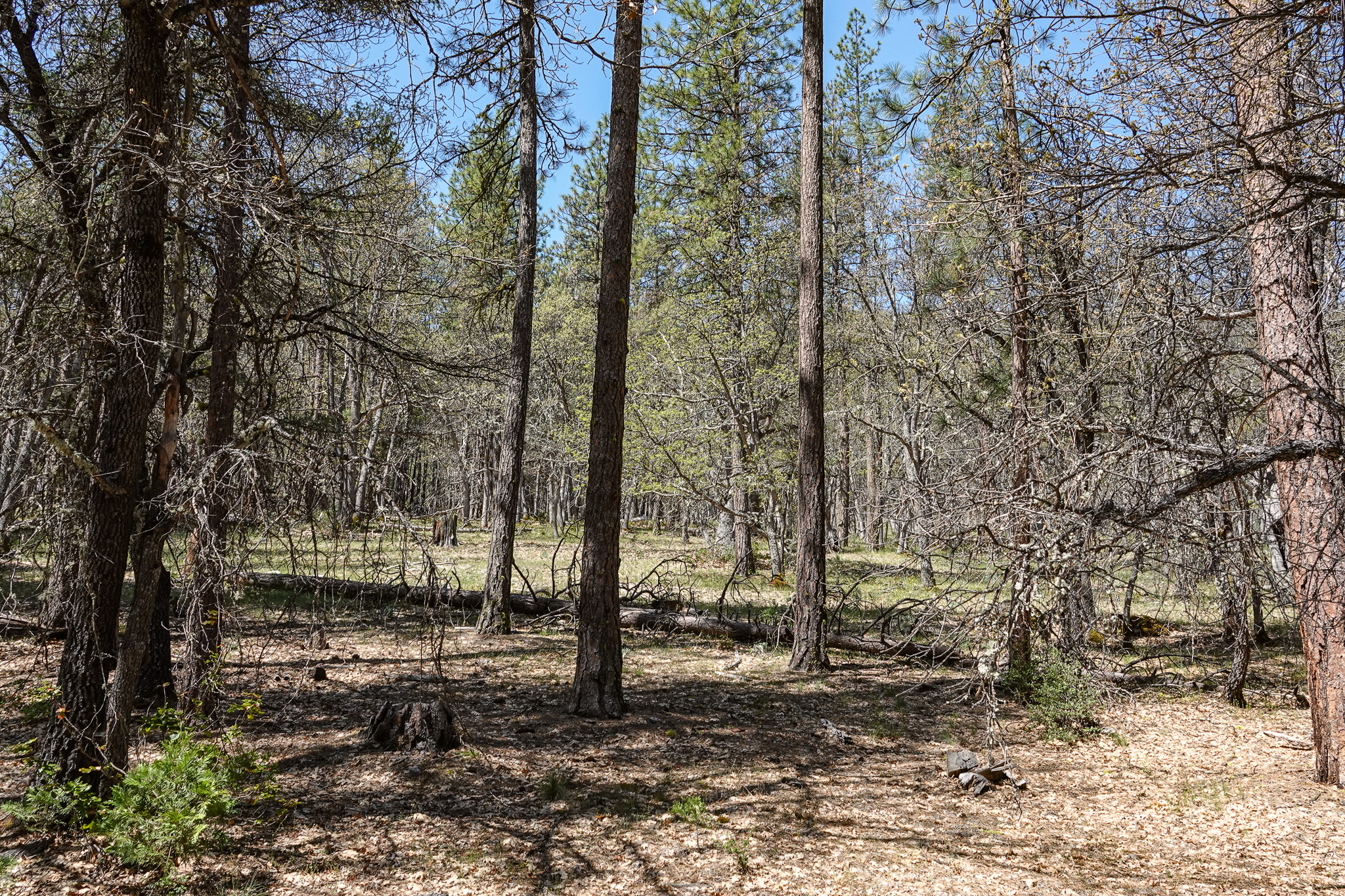 East Road Ragland Gulch Acreage