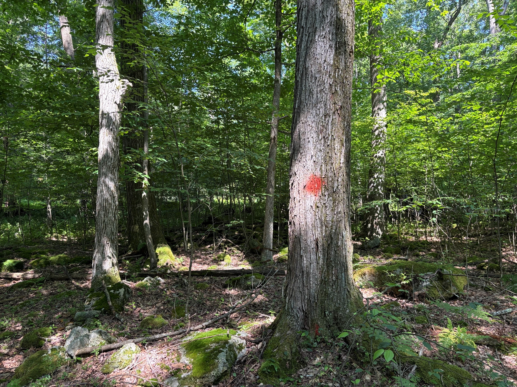 Listing Image 49