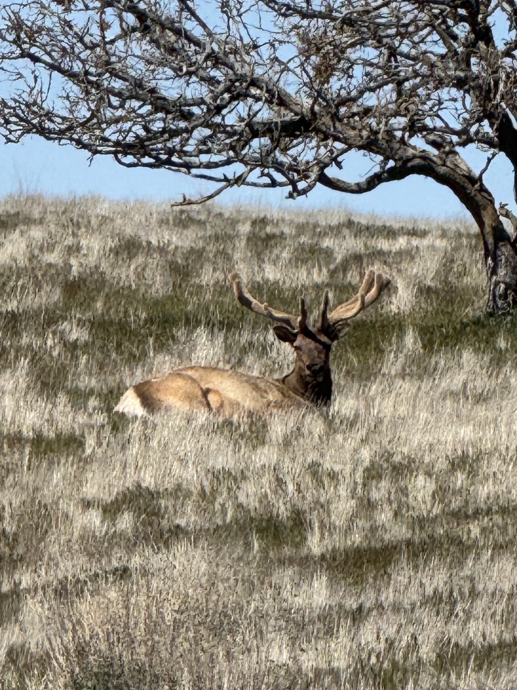 Pritchard Sumner Ranch