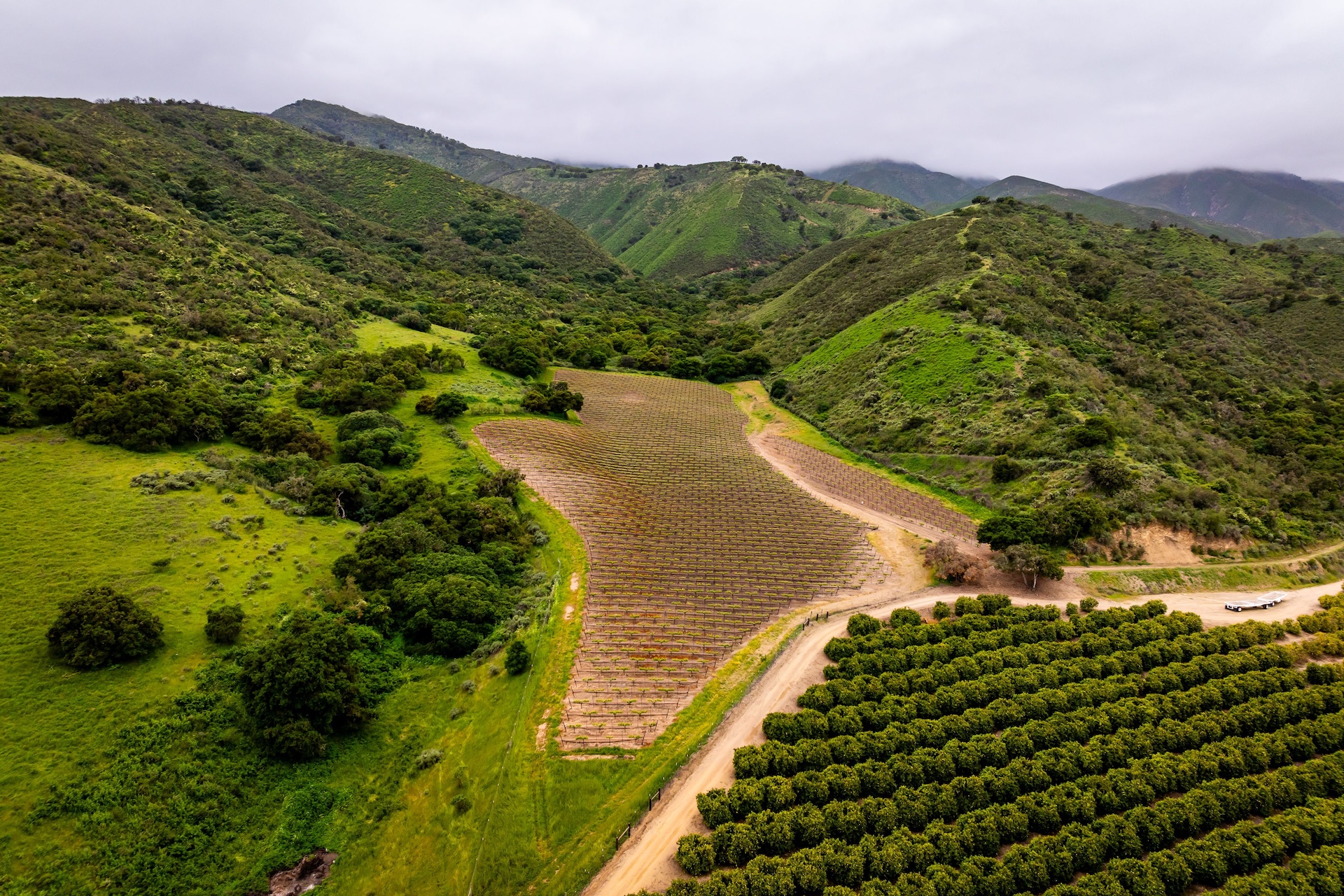 Boekenoogen Santa Lucia Highlands Vineyard