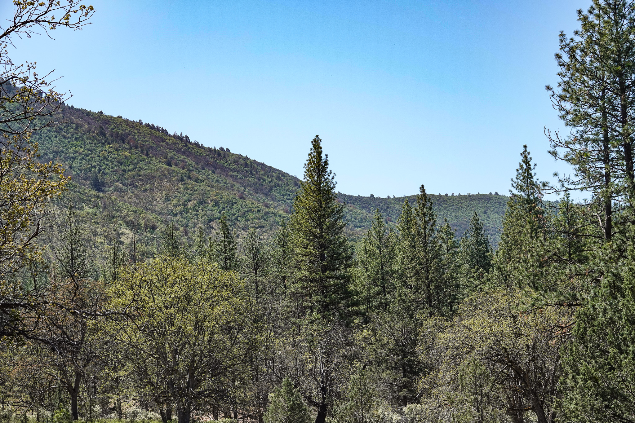 East Road Ragland Gulch Acreage