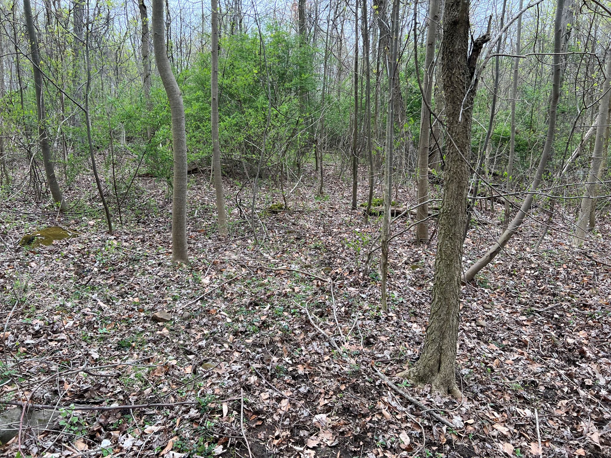 Etown Woodlands