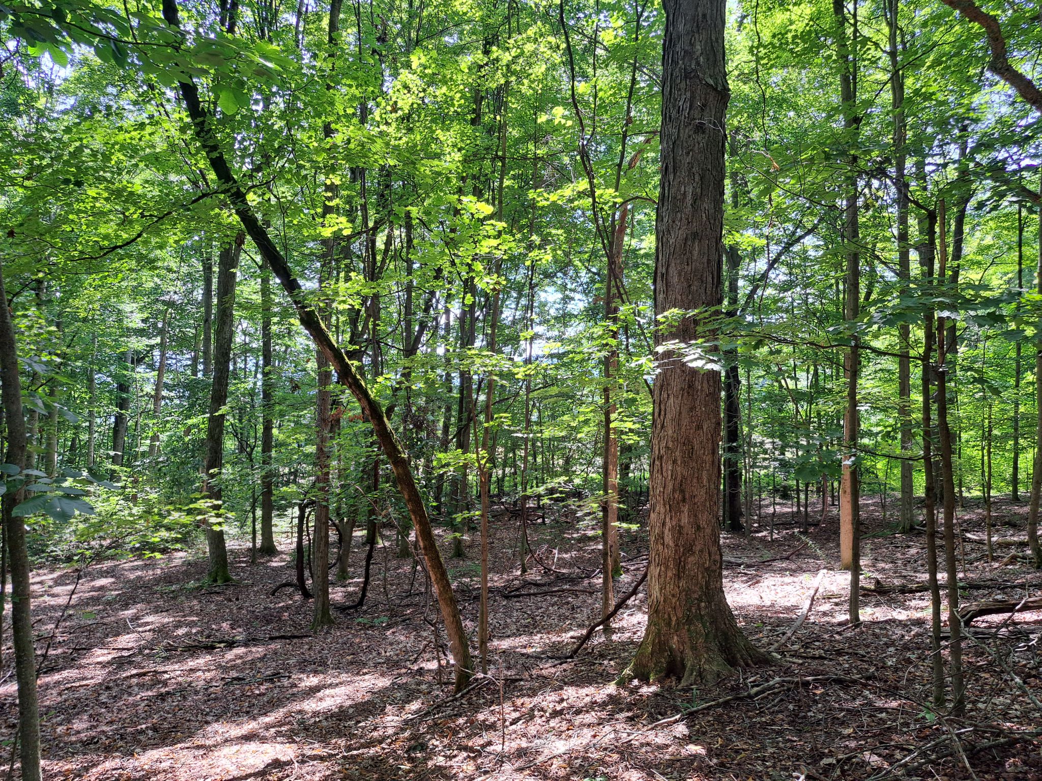 Listing Image 51