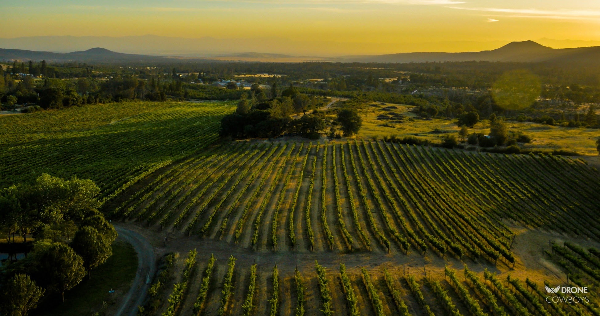 Alger Vineyards and More