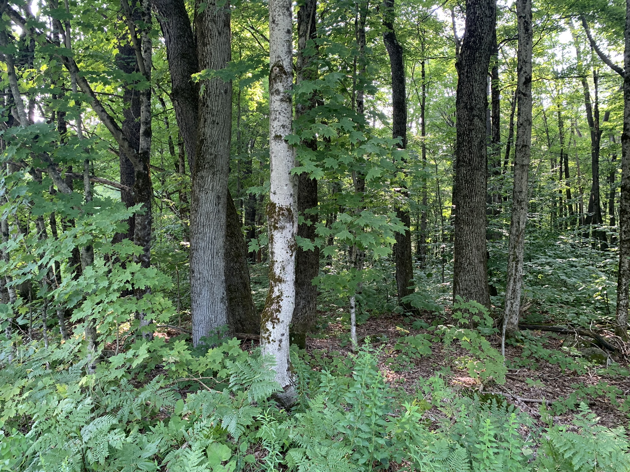 Lyman Brook Forest