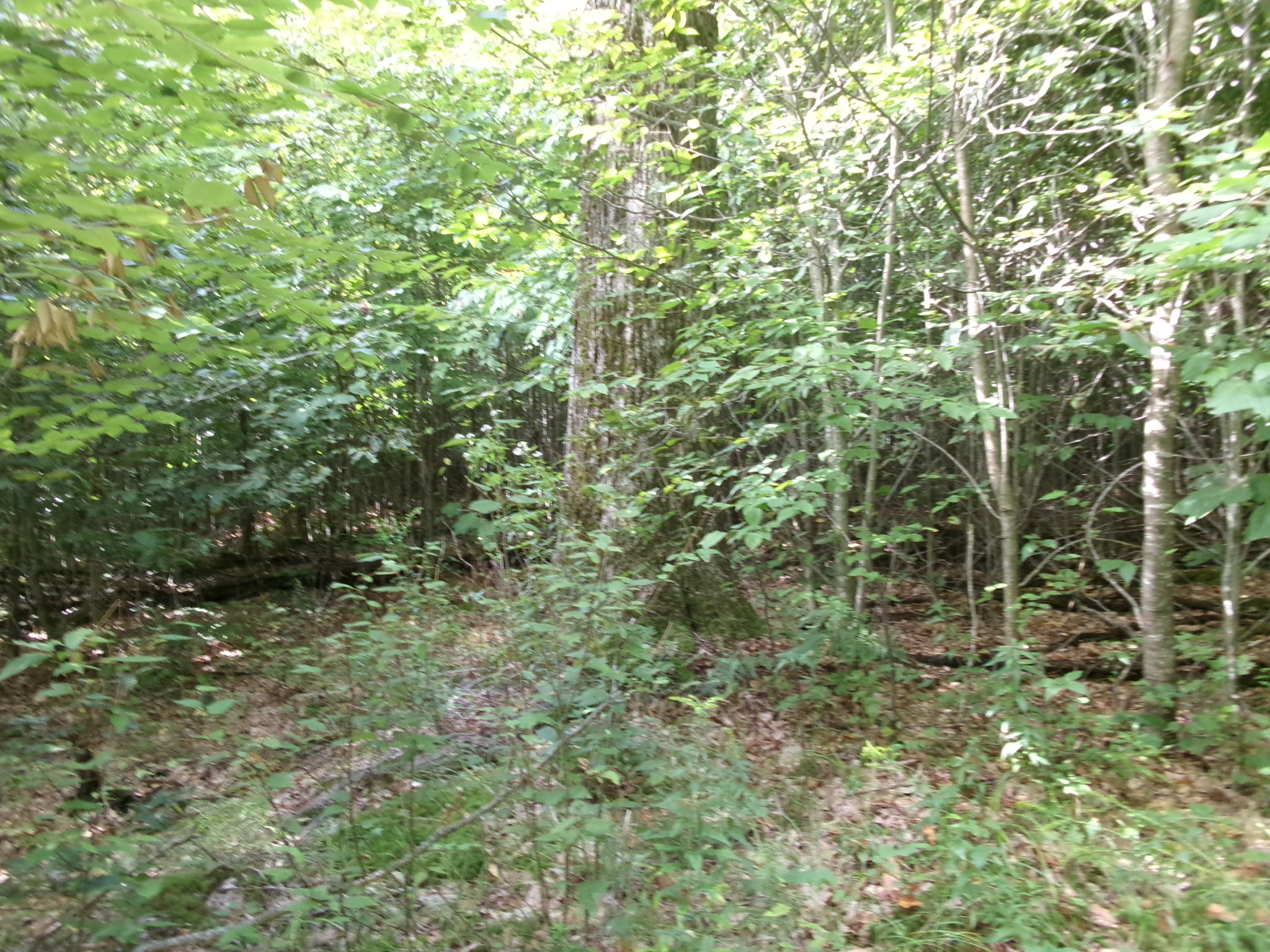 Listing Image 33