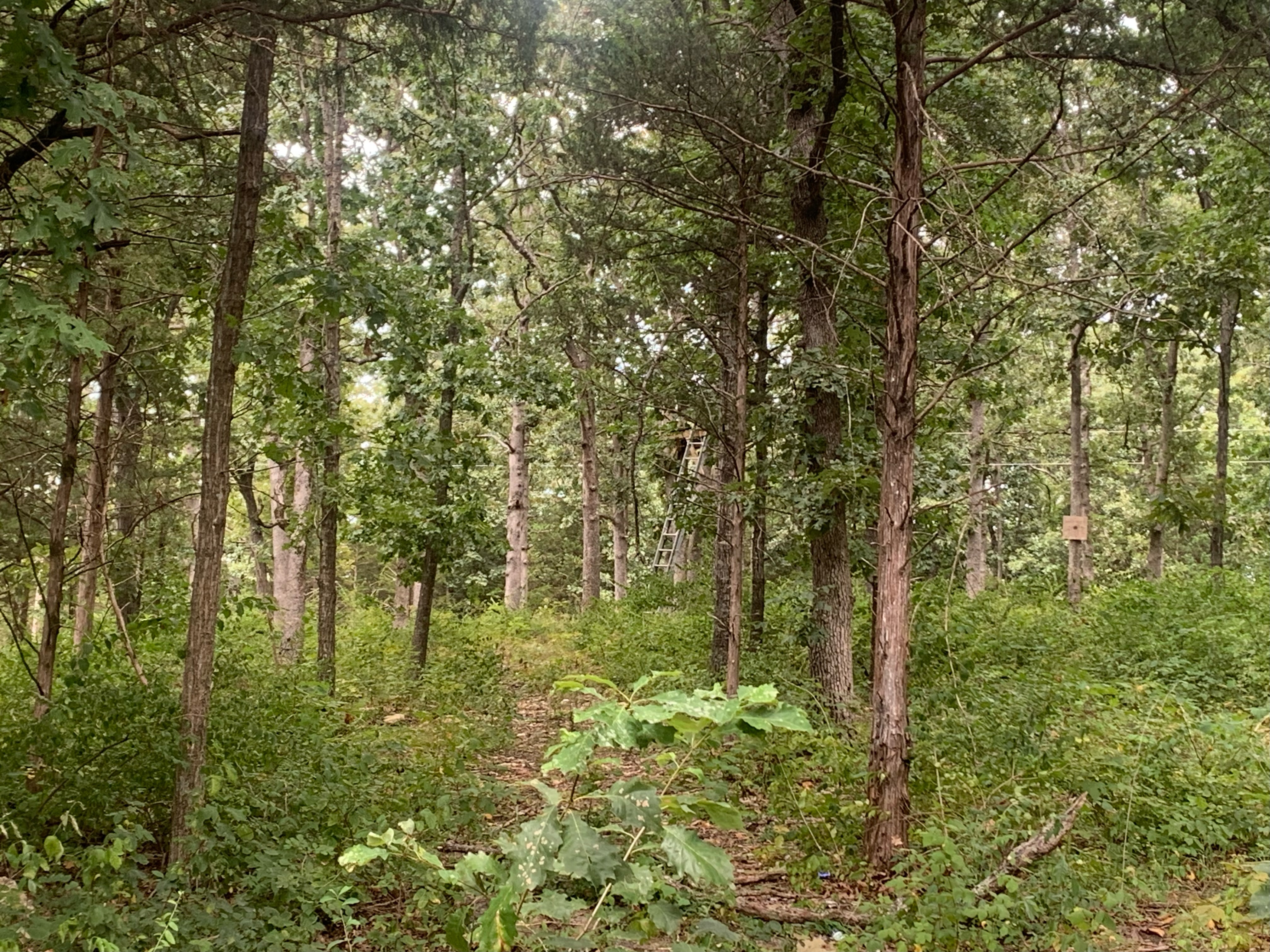 Cedar Grove 3