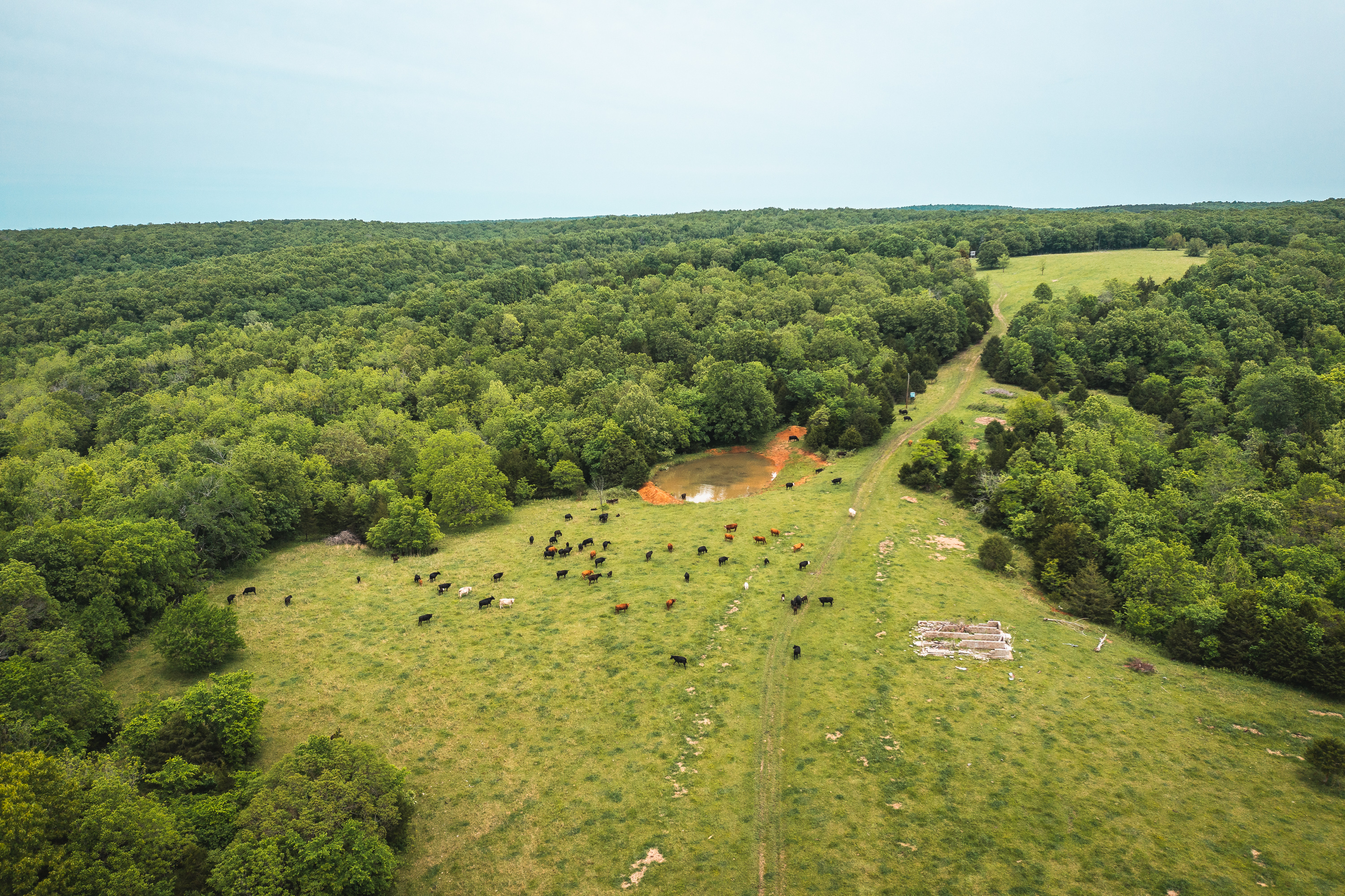 Gasconade Angus Ranch