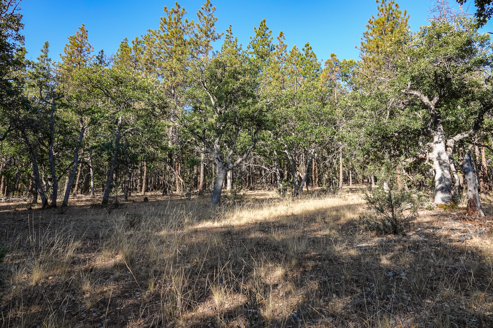 East Road Ragland Gulch Acreage