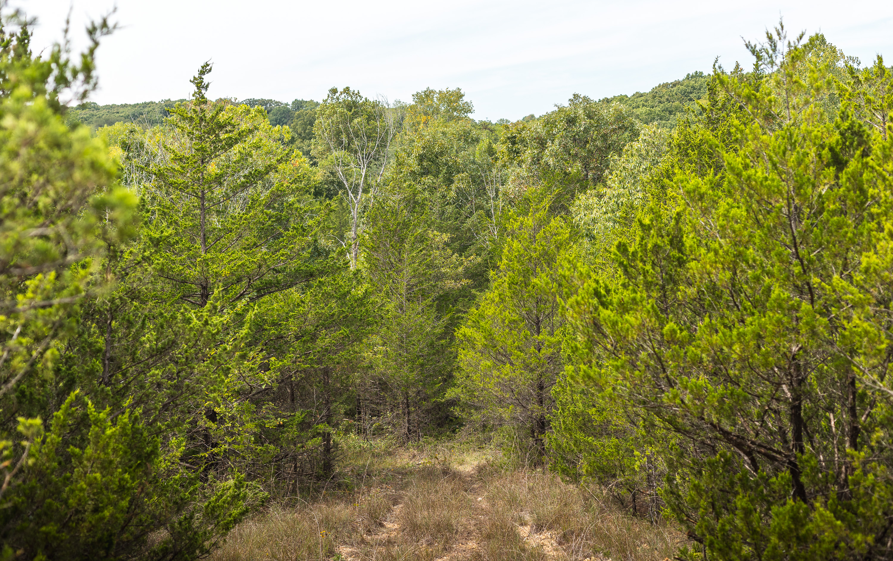 Hickory Hill Hollow