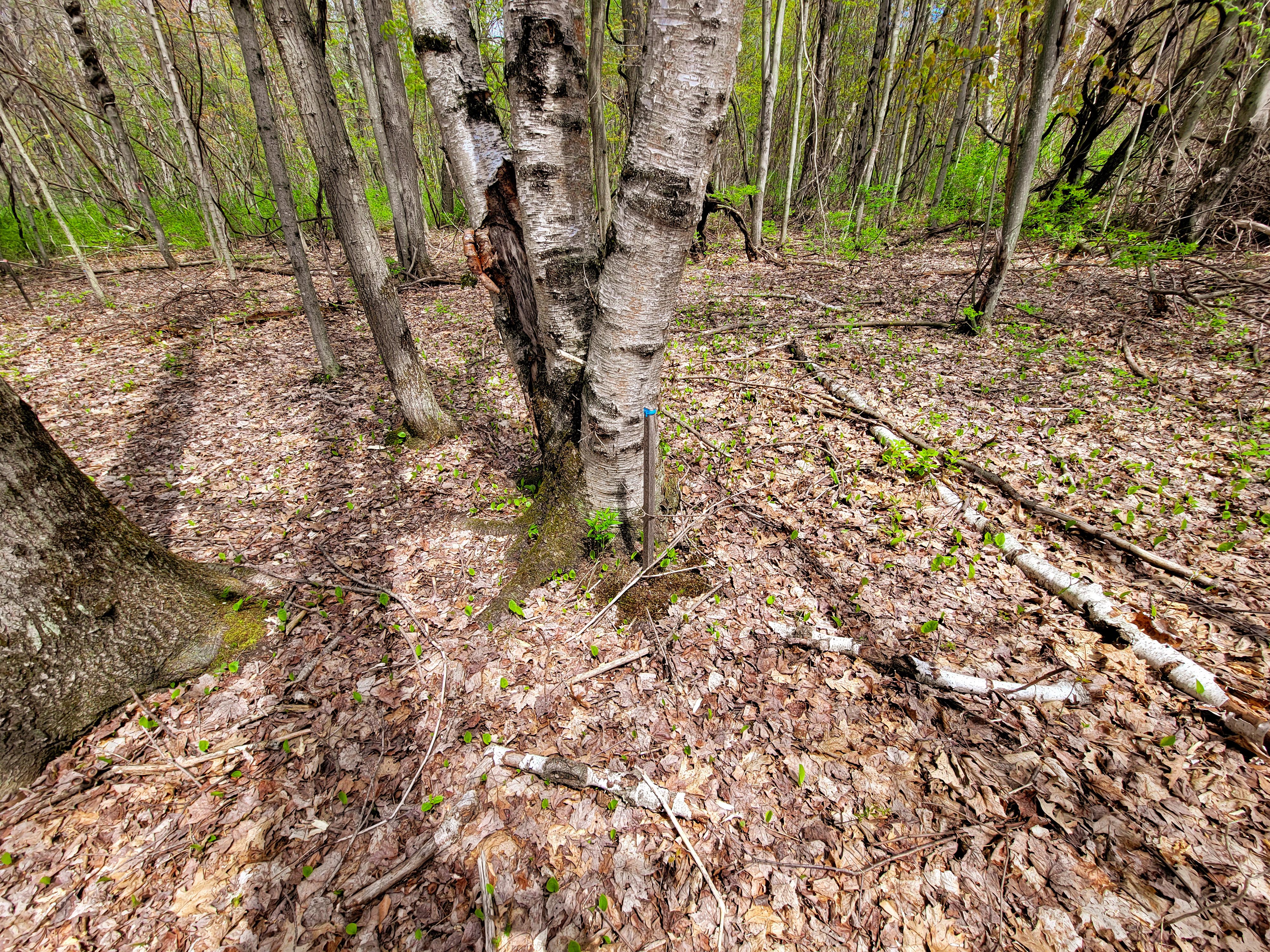 Listing Image 48