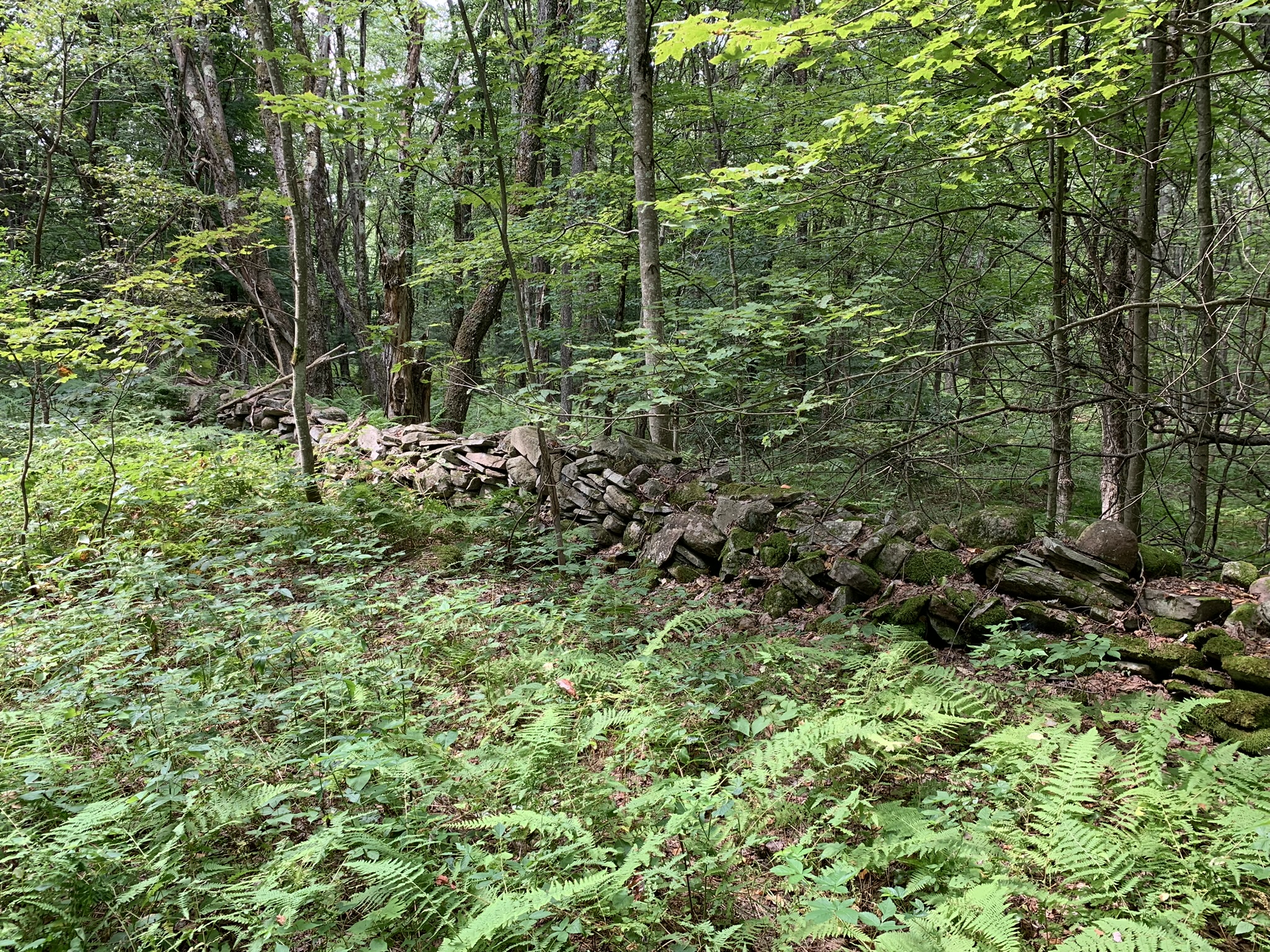 Lyman Brook Forest